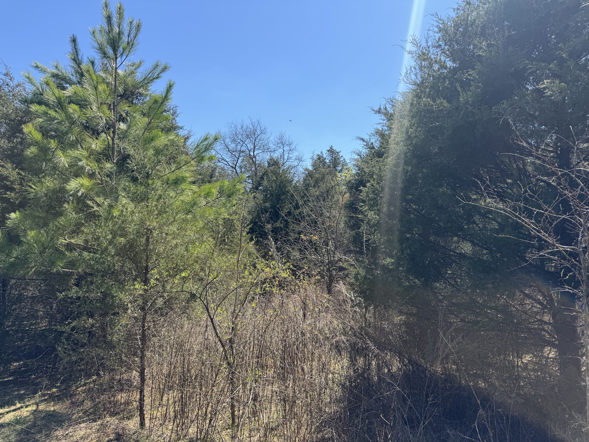 0 Baker Road Columbia, TN 38401 - Photo 28 of 46 a view of a forest with a tree in the background