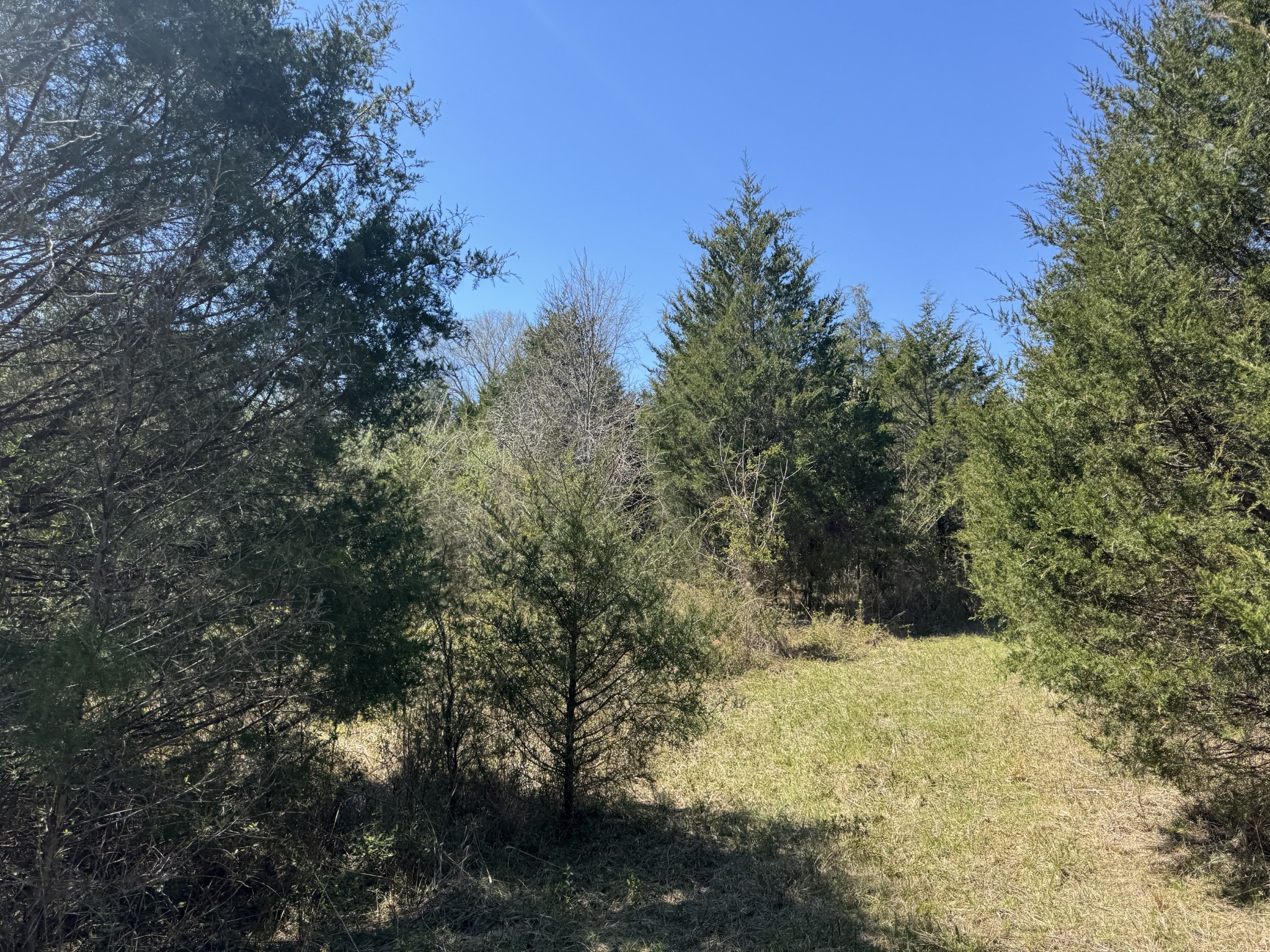 0 Baker Road Columbia, TN 38401 - Photo 29 of 46 a view of a yard with a tree
