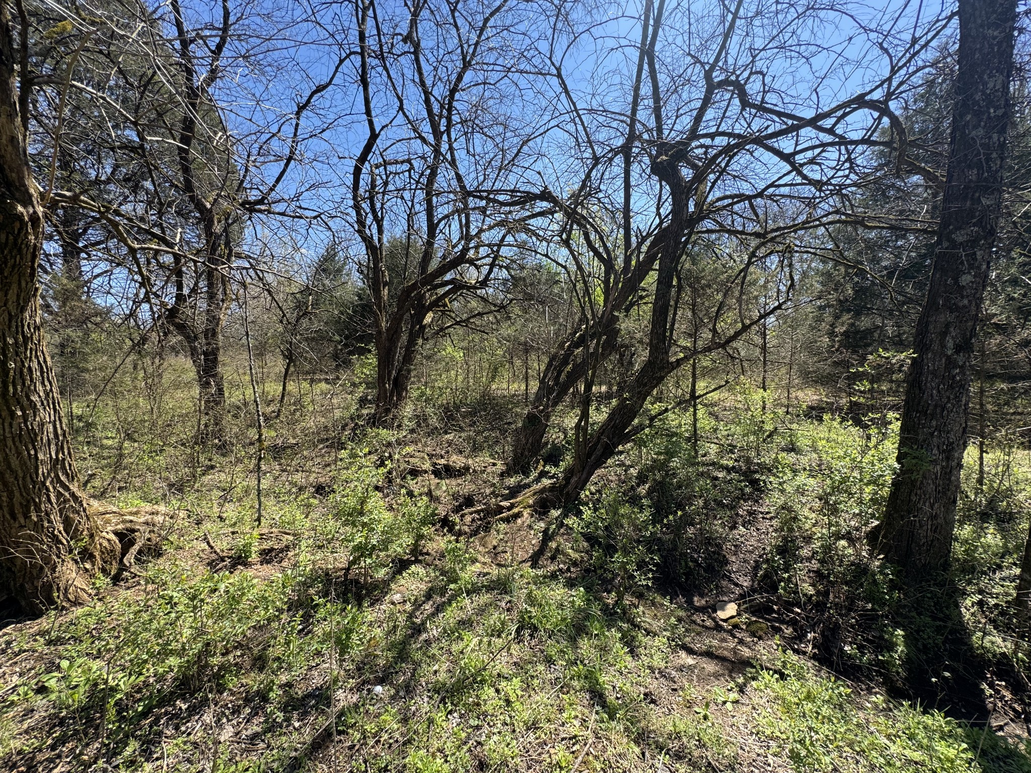 0 Baker Road Columbia, TN 38401 - Photo 34 of 46 a view of a yard with large trees
