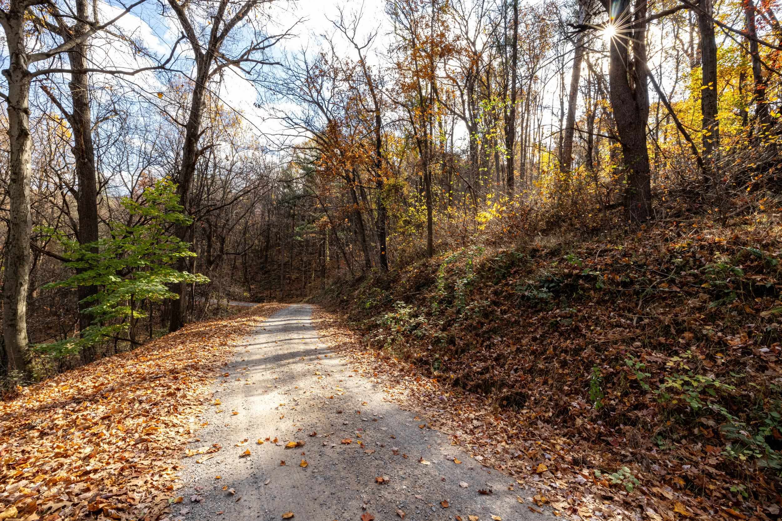 0 Friendly Lane Stanley, VA 22851 - Photo 32 of 49 a view of empty space with trees
