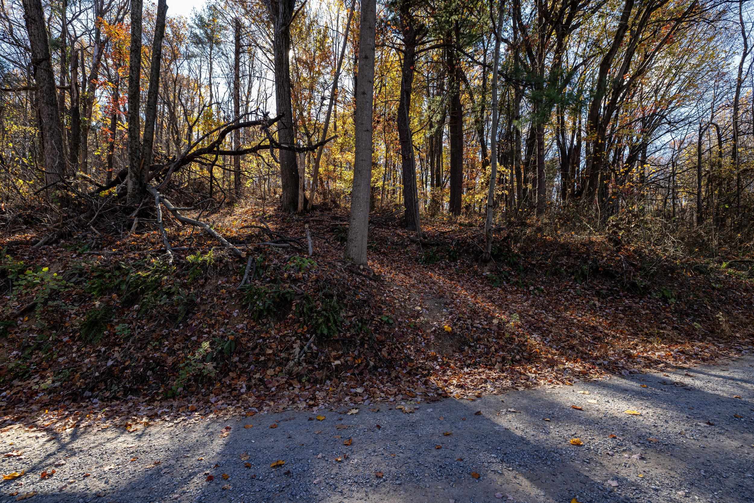 0 Friendly Lane Stanley, VA 22851 - Photo 37 of 49 a view of backyard with large trees