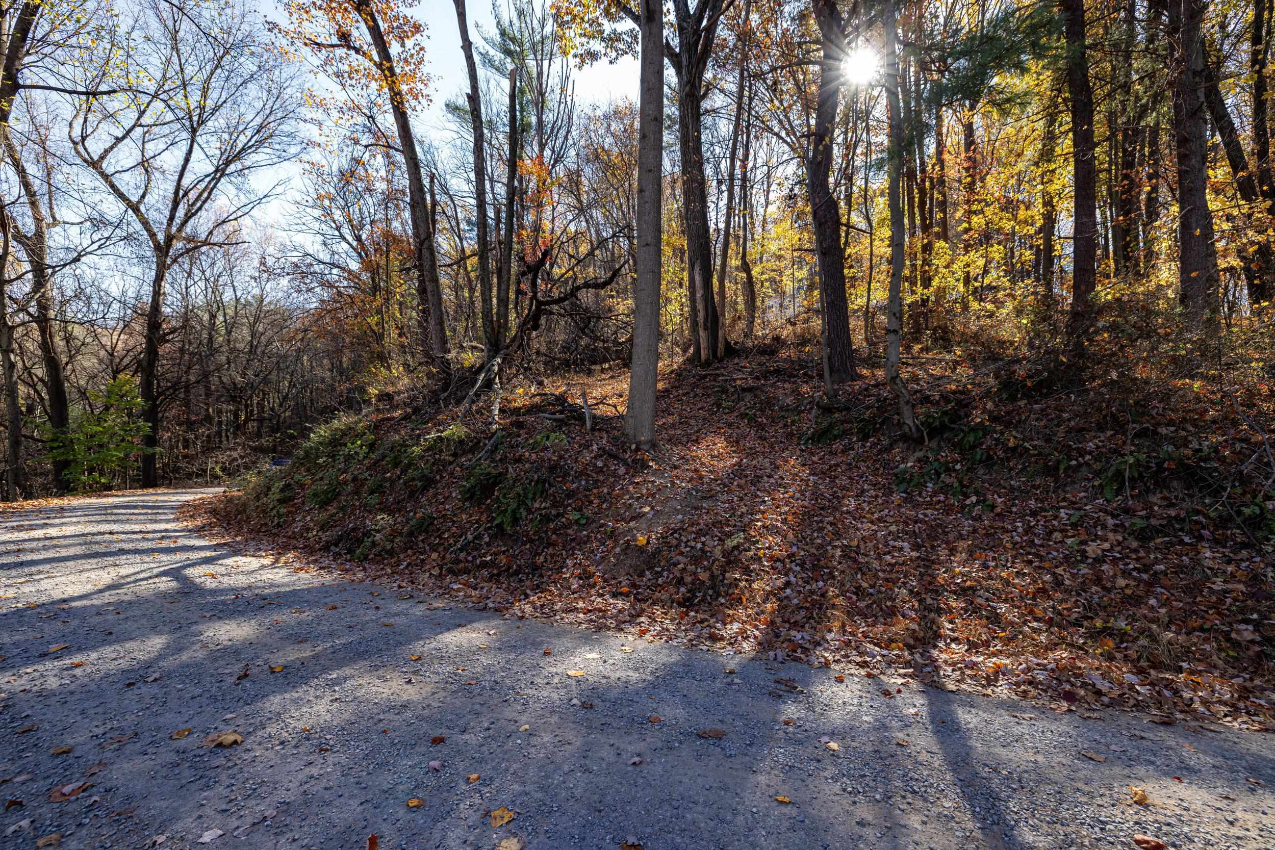 0 Friendly Lane Stanley, VA 22851 - Photo 38 of 49 a view of a forest with trees