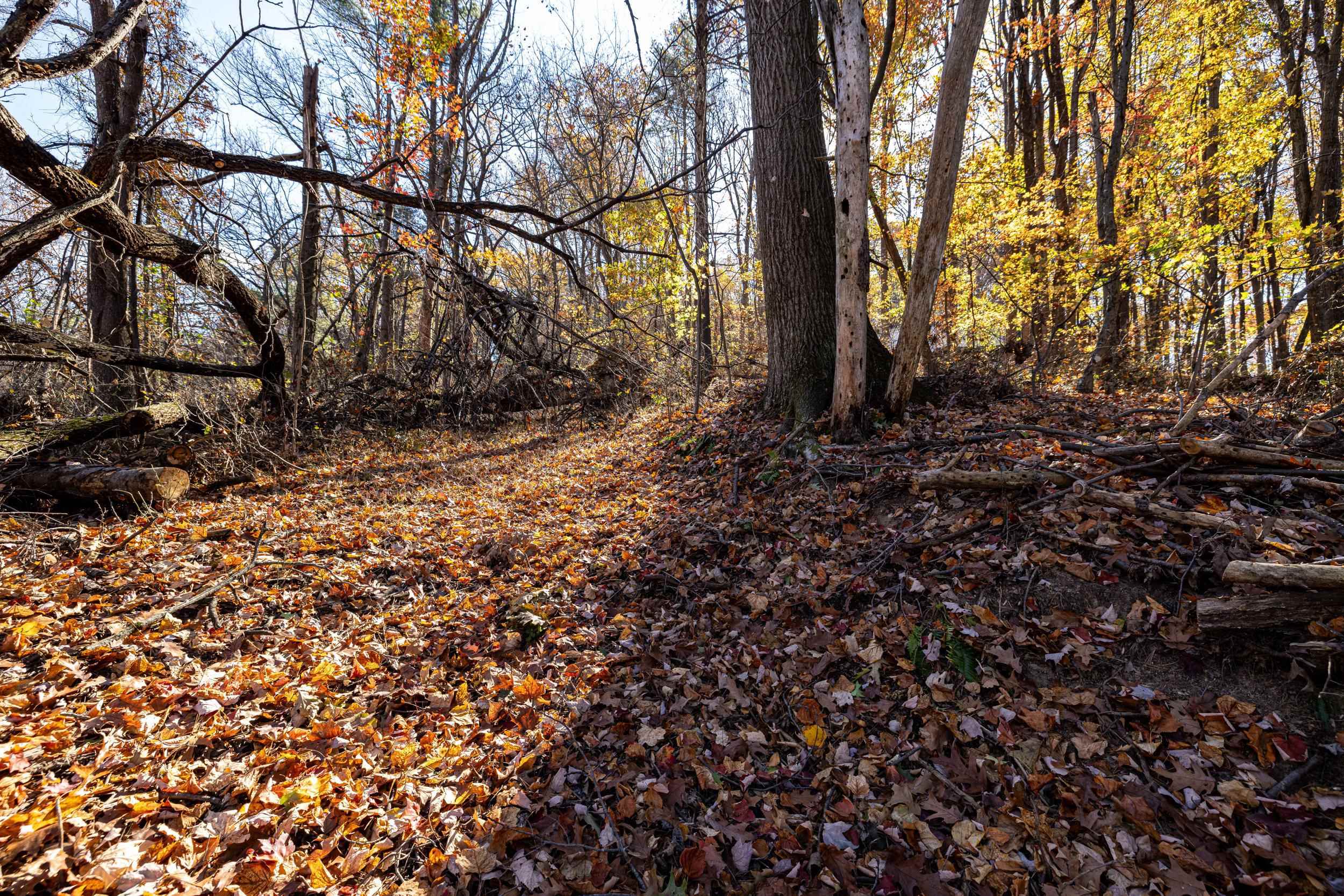 0 Friendly Lane Stanley, VA 22851 - Photo 40 of 49 a view of a forest with trees