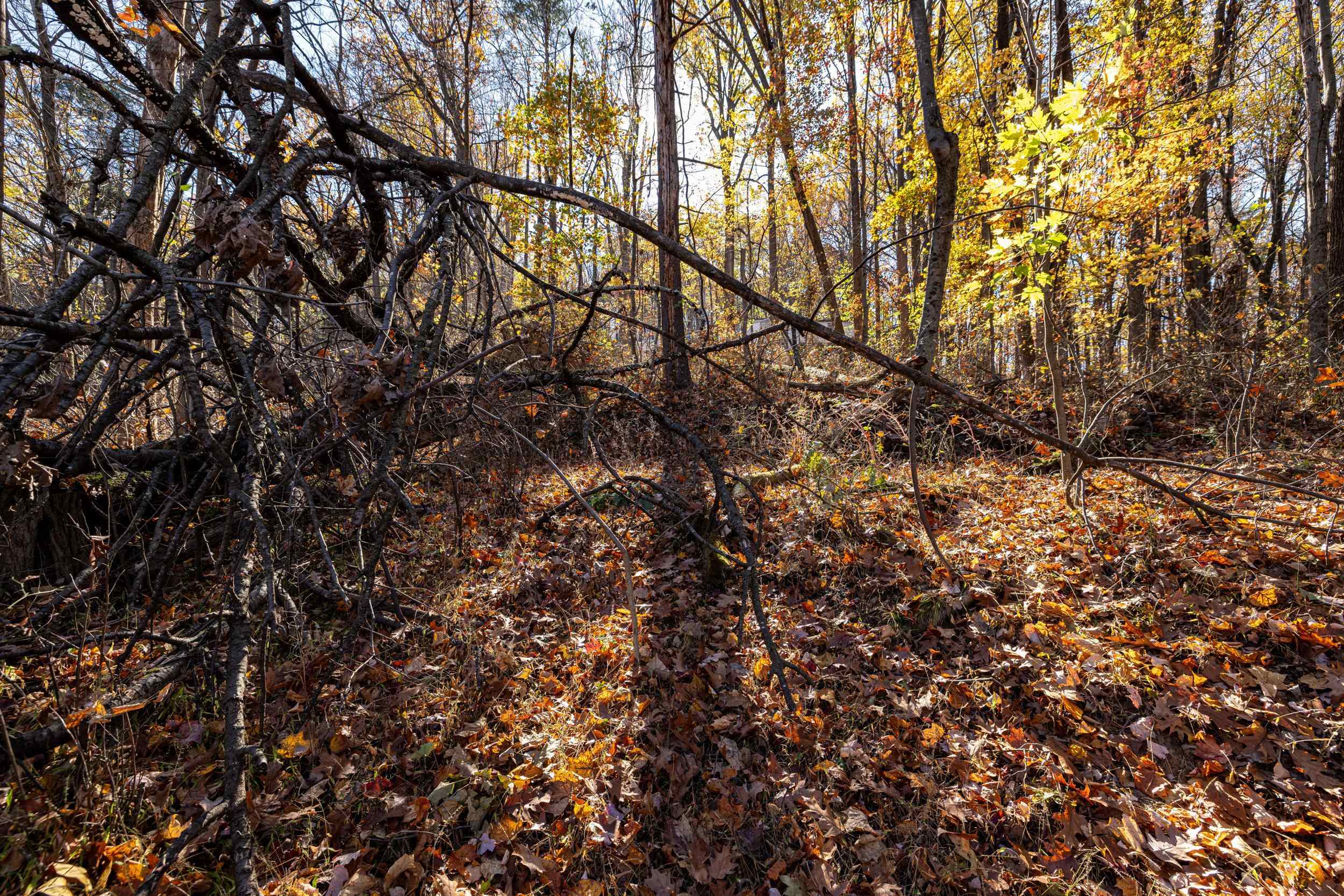 0 Friendly Lane Stanley, VA 22851 - Photo 41 of 49 a view of tree