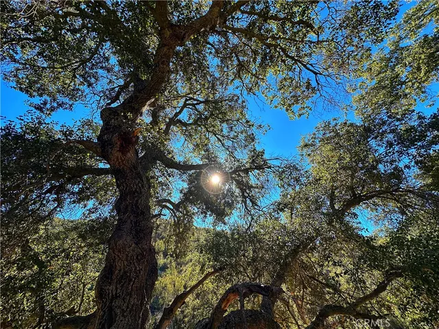 a view of a dry yard with trees