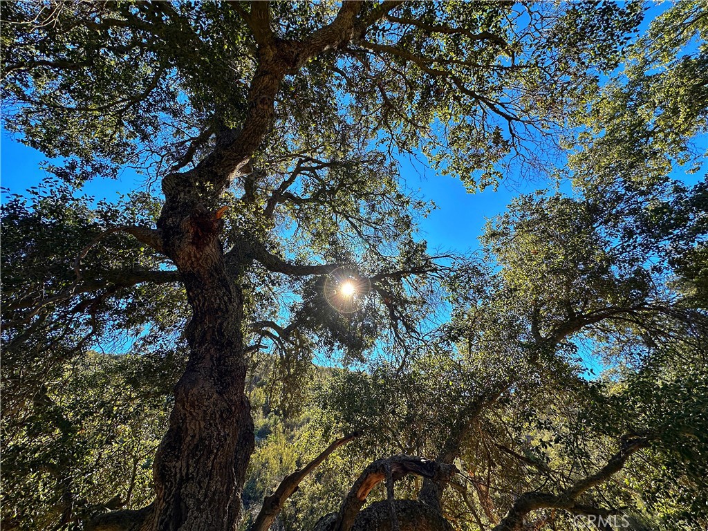 28618 Chihuahua Valley Road Warner Springs, CA 92086 - Photo 8 of 38 a view of a tree