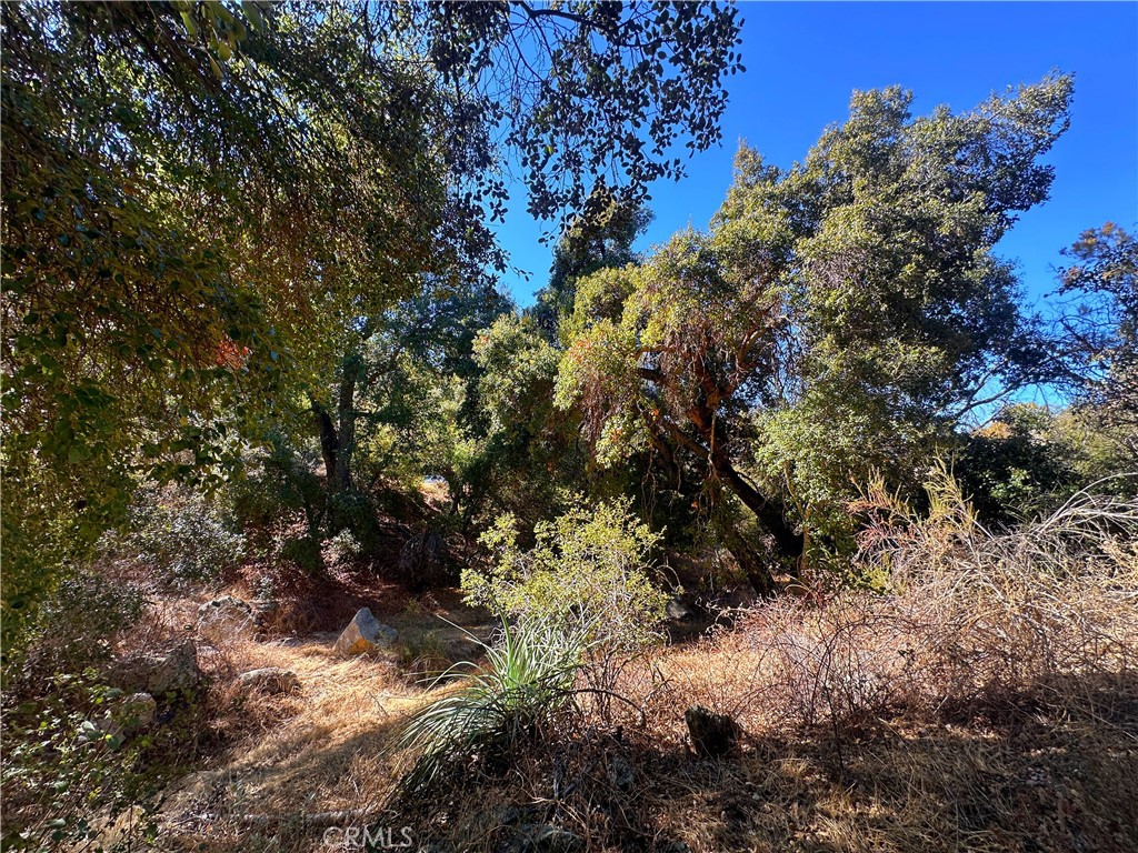 28618 Chihuahua Valley Road Warner Springs, CA 92086 - Photo 10 of 38 a view of a tree in a yard