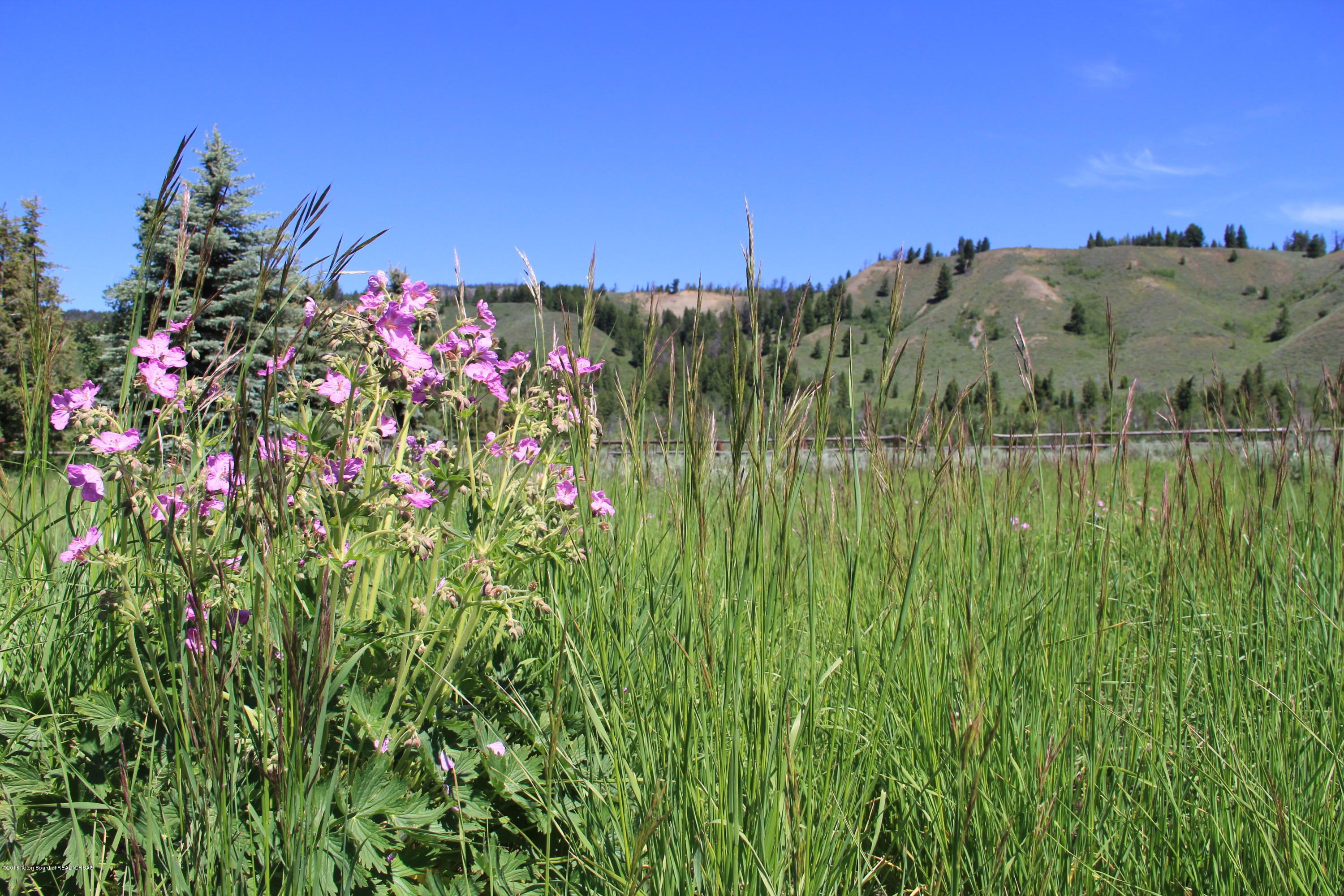 27595 North Buffalo Fork Road Moran, WY 83013 - Photo 1 of 1 Local Wildflowers