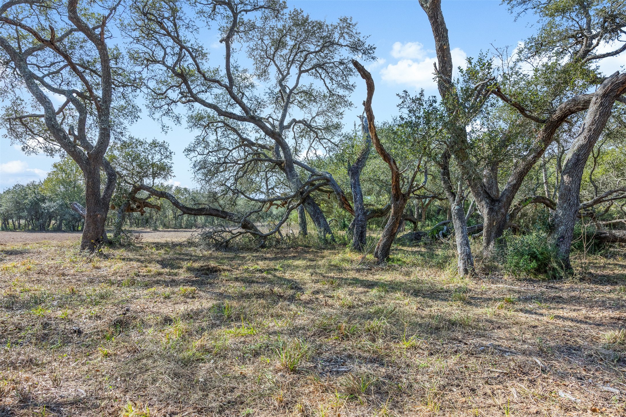 0 Shorebird Lane Columbus, TX 78934 - Photo 5 of 19 a view of a yard with a tree
