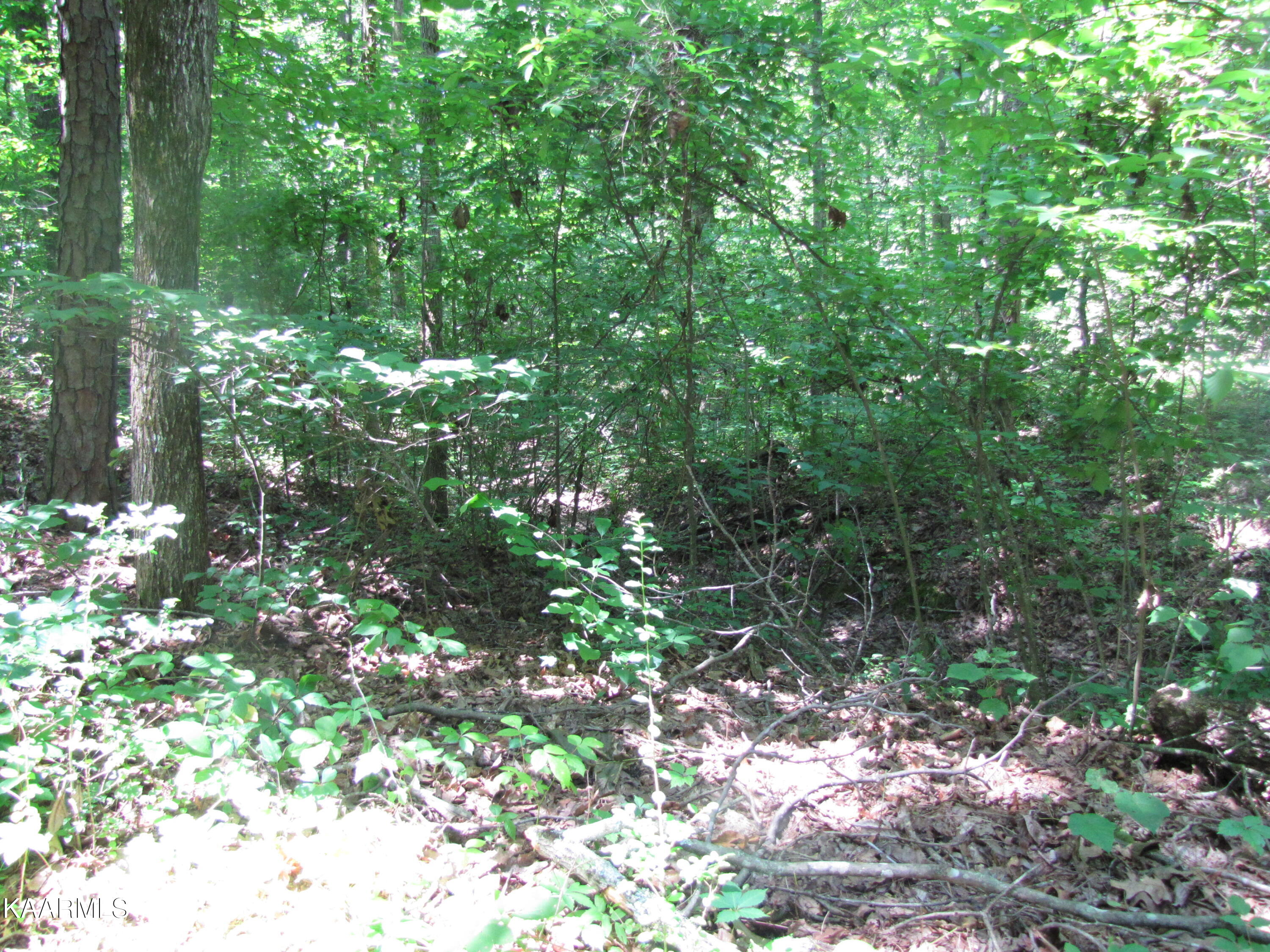 Adkins Road Philadelphia, TN 37846 - Photo 2 of 27 IMG_0085