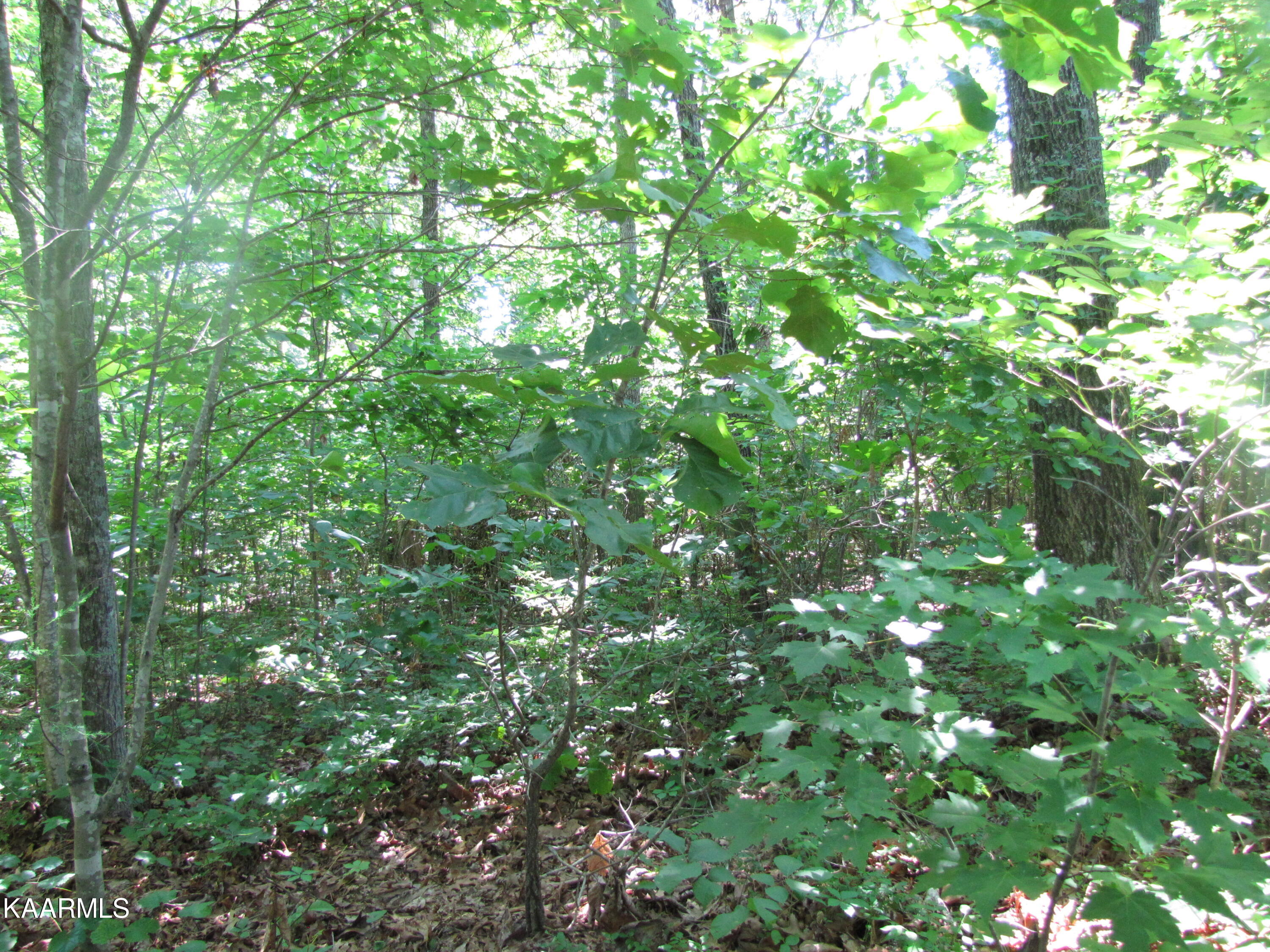 Adkins Road Philadelphia, TN 37846 - Photo 23 of 27 IMG_0079