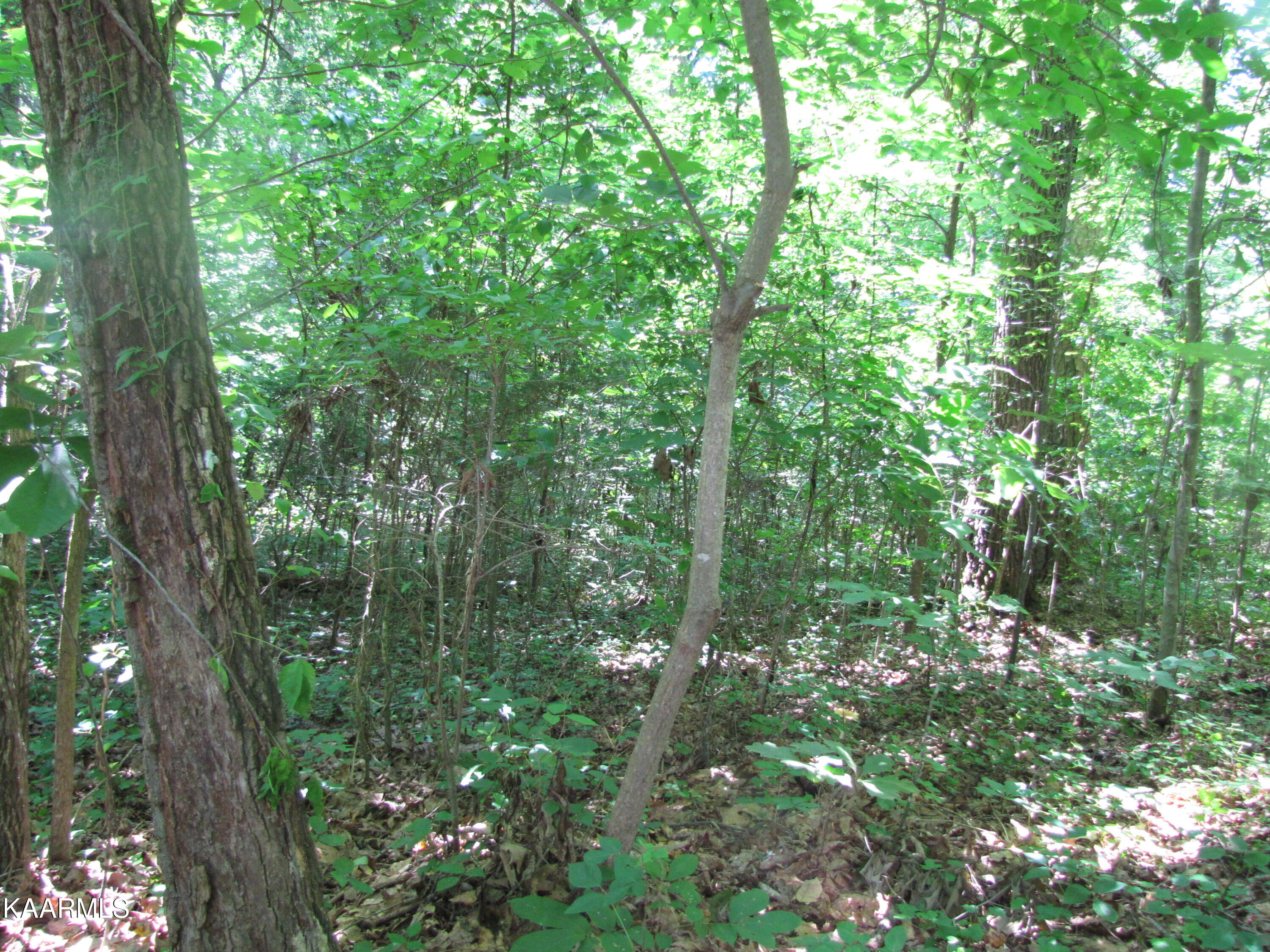 Adkins Road Philadelphia, TN 37846 - Photo 26 of 27 IMG_0082