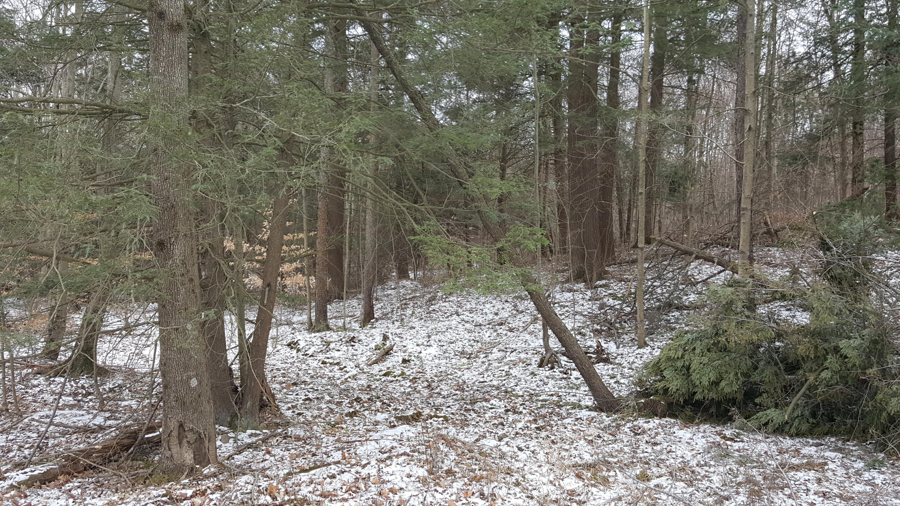 a view of a forest filled with trees