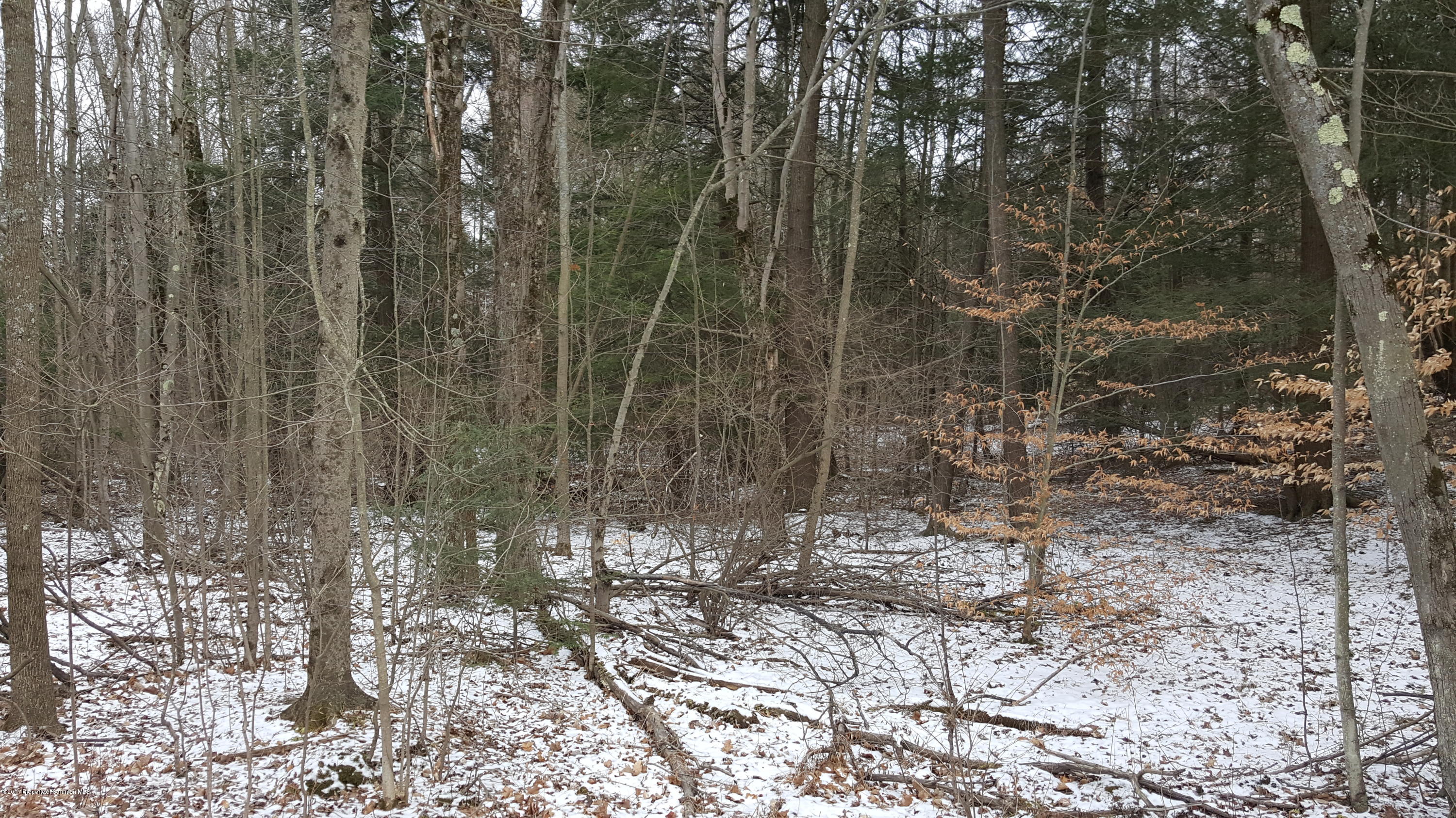 Andrus Hill Road Ulster, PA 18850 - Photo 5 of 8 a view of a forest