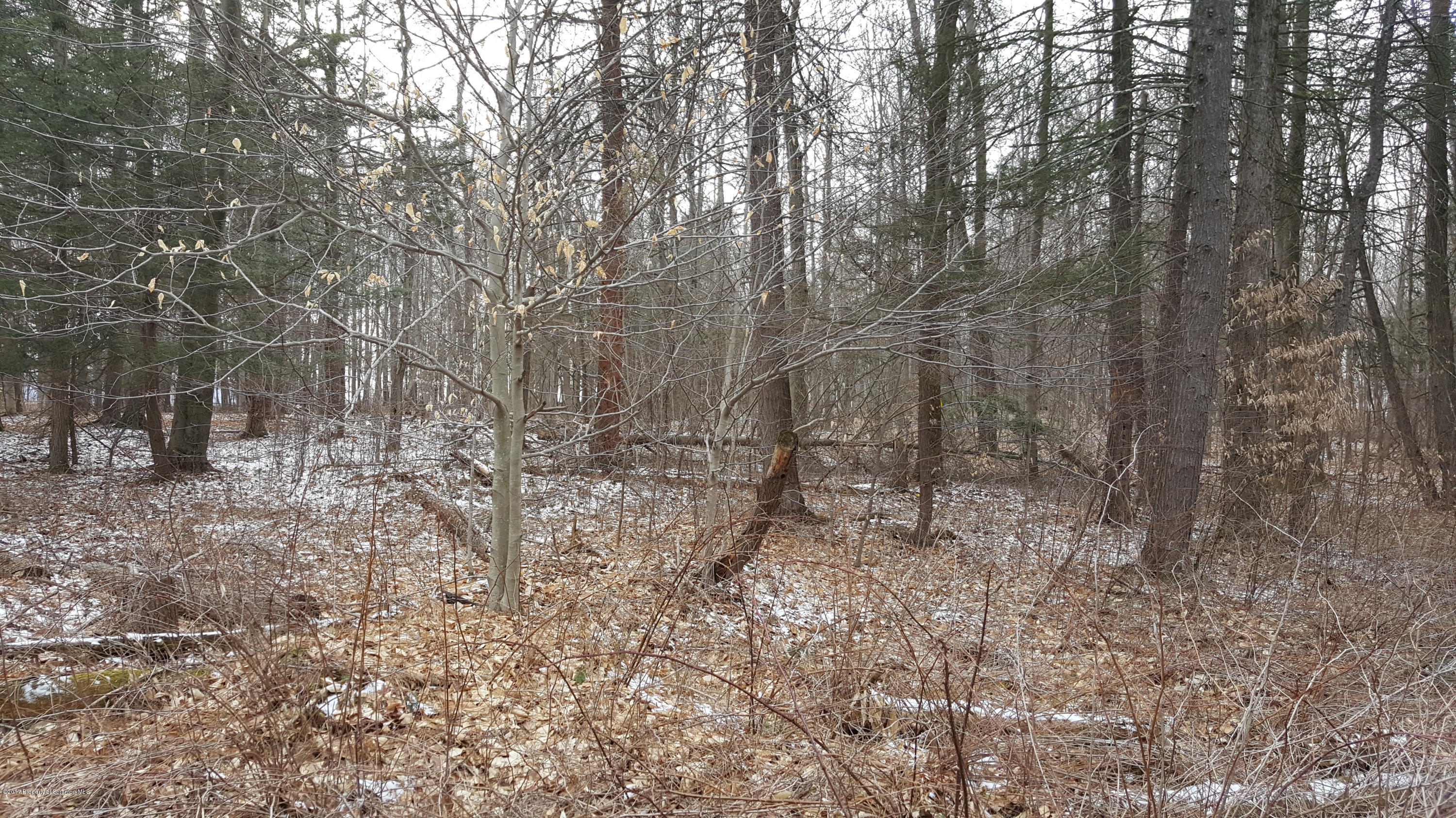 Andrus Hill Road Ulster, PA 18850 - Photo 7 of 8 a view of a forest with trees in the background