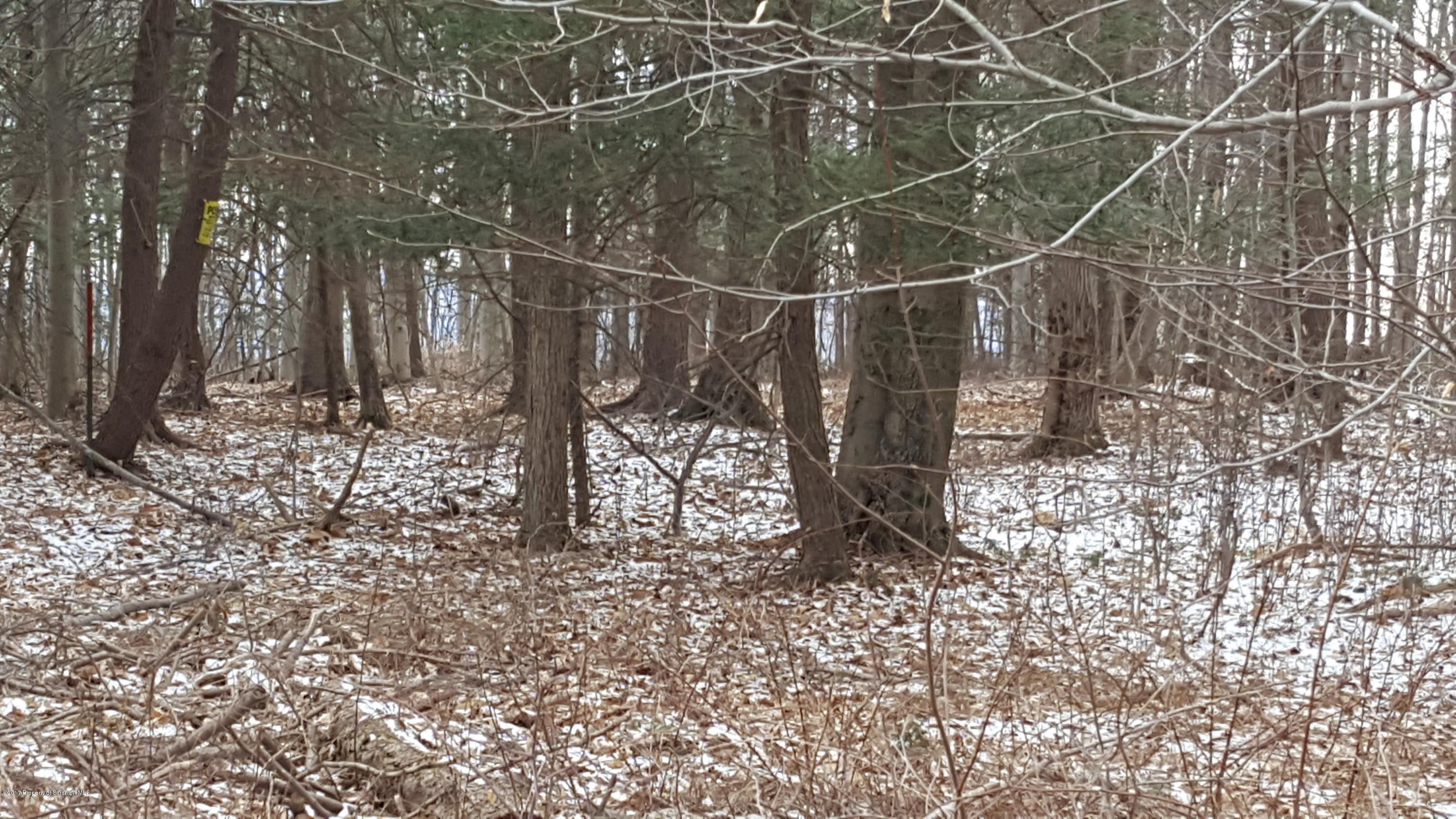 Andrus Hill Road Ulster, PA 18850 - Photo 8 of 8 a view of a yard with plants and trees