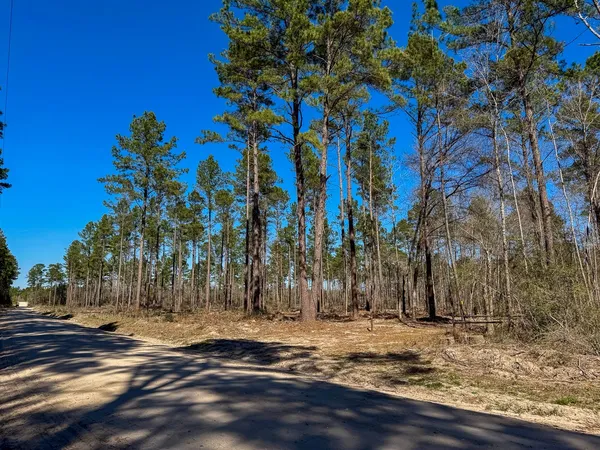 a view of a yard with plants