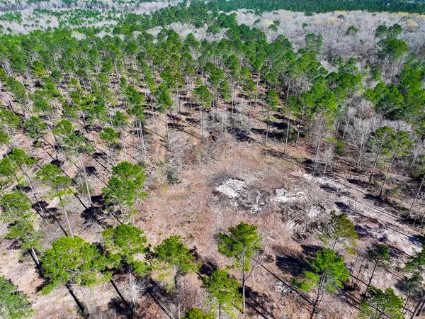 a view of a garden with a plant