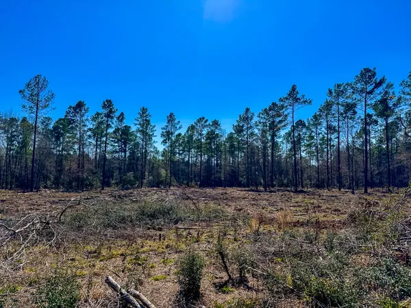 a view of a yard with palm tree