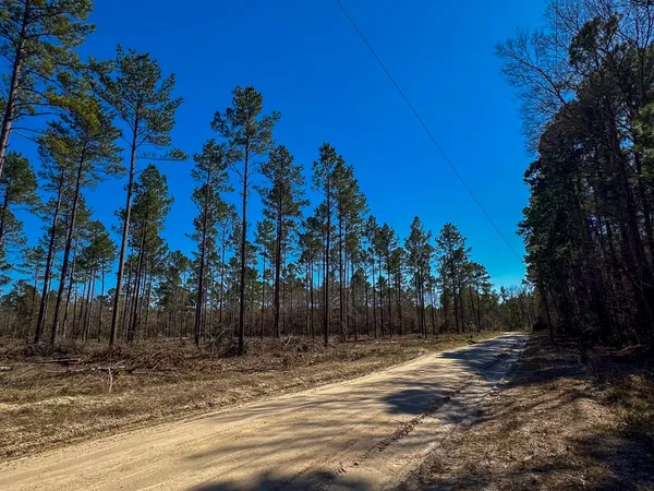 a view of a backyard with large trees