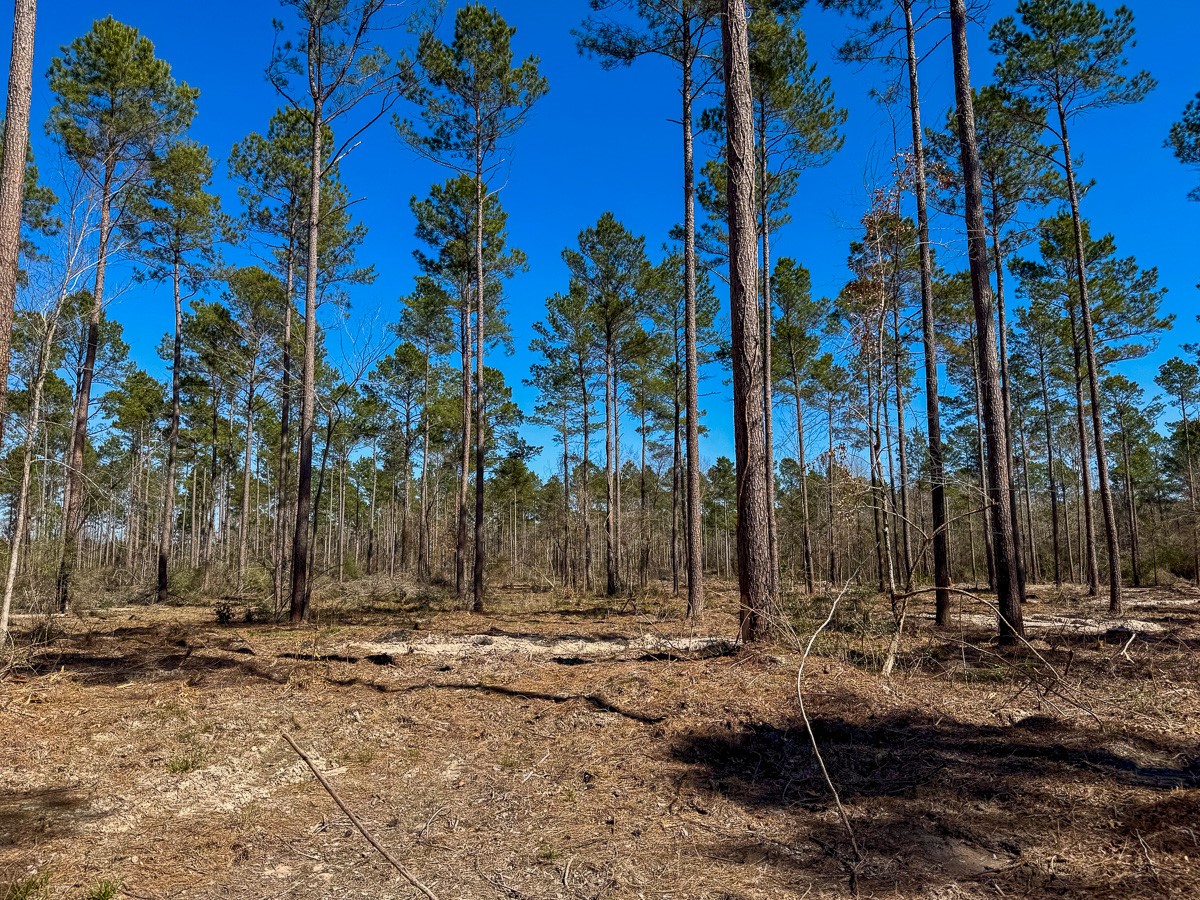 2 Boontown Road Trinity, TX 75862 - Photo 8 of 13 a view of outdoor space with trees