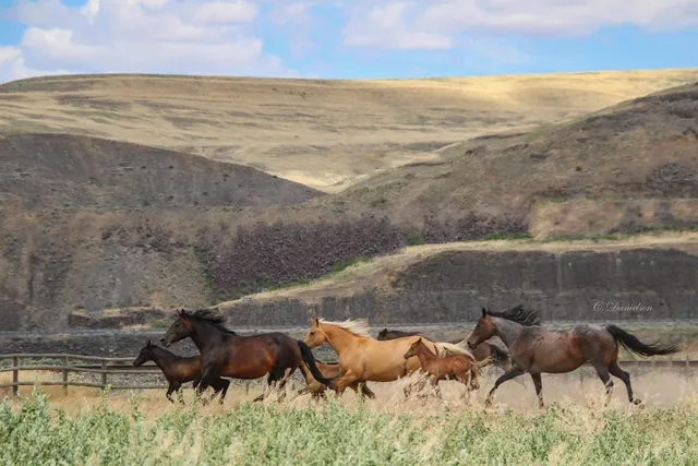 $879,950 | 821 Old Sr 26, Lacrosse, WA 99143