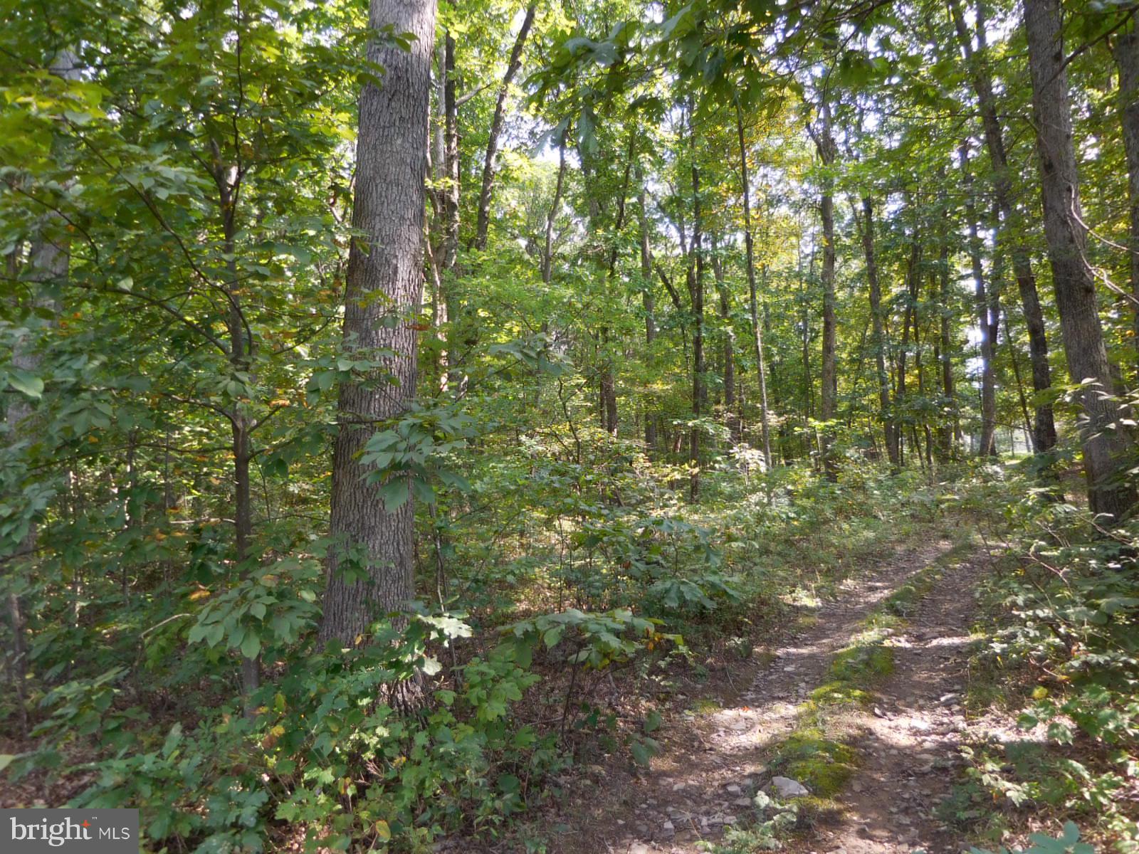 9 B Reynolds Road Cross Junction, VA 22625 - Photo 1 of 4 21.80 ac's relatively level w/moderate sloping