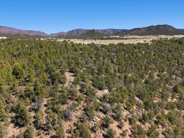 a view of a large tree