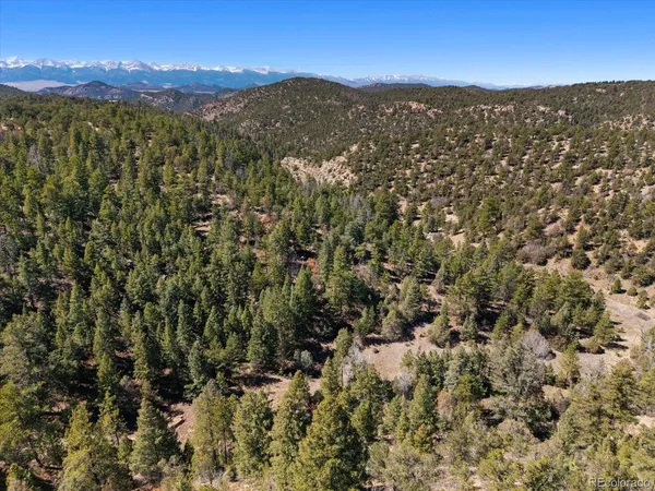 a view of a forest with a mountain