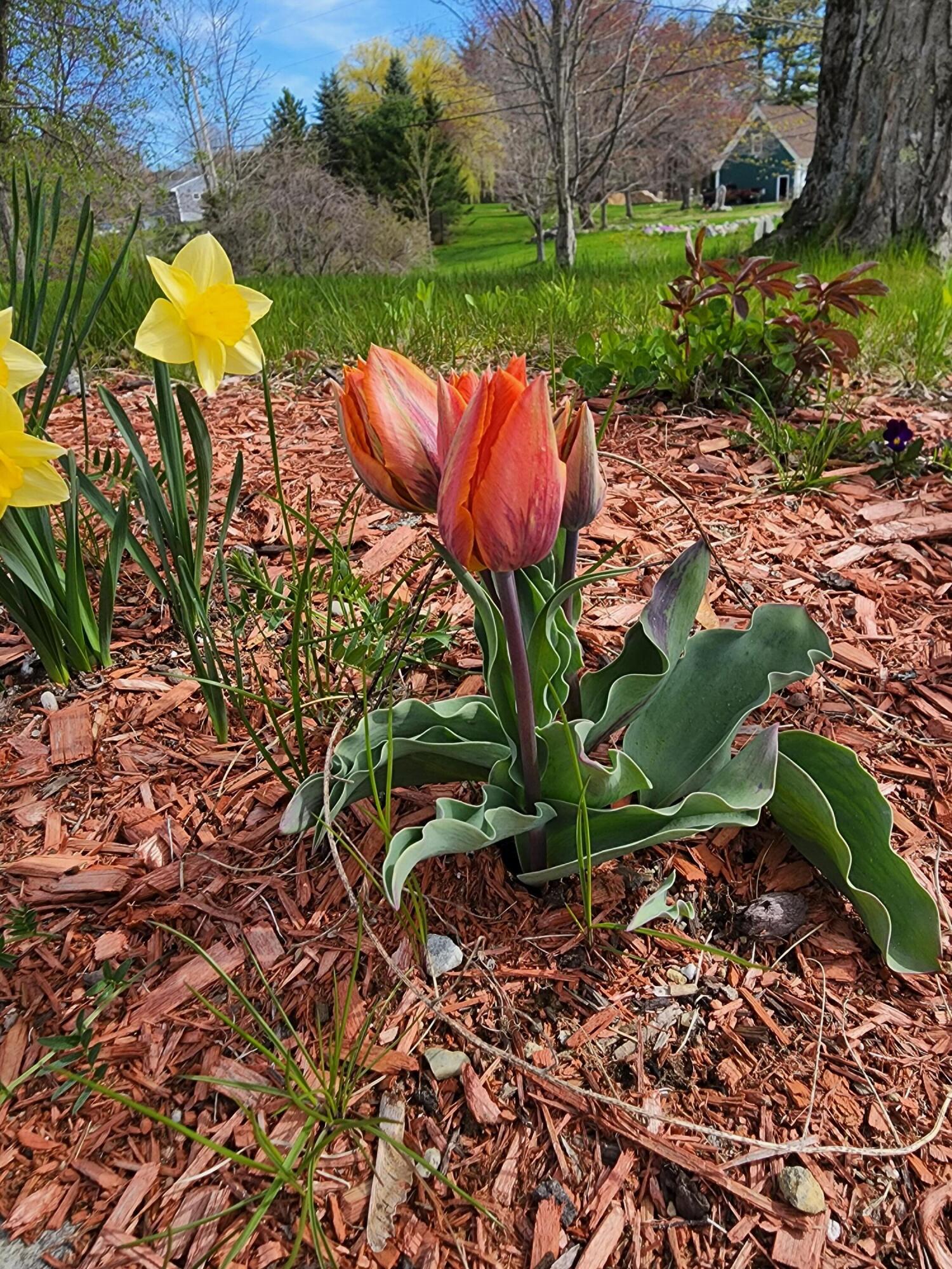 605 Wilson Pond Road North Monmouth, ME 04265 - Photo 32 of 75 20220507_093438