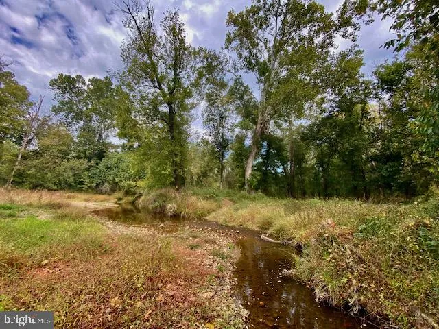 a view of a tree with lots of trees