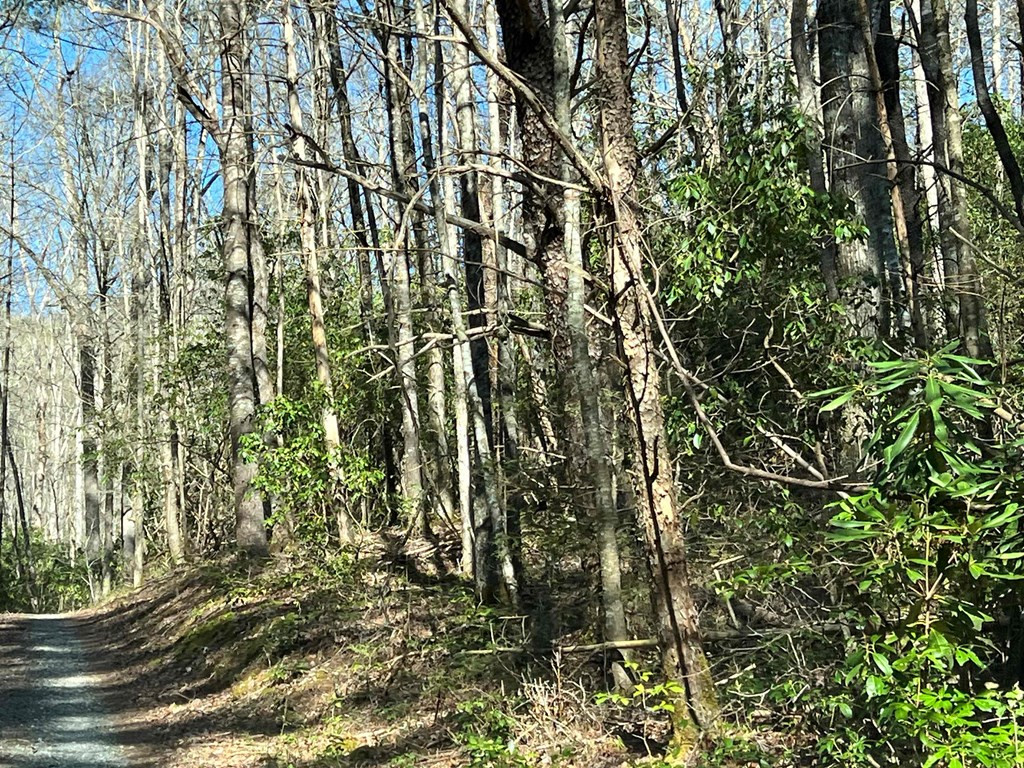 4.90 Wayah Road Topton, NC 28781 - Photo 6 of 8