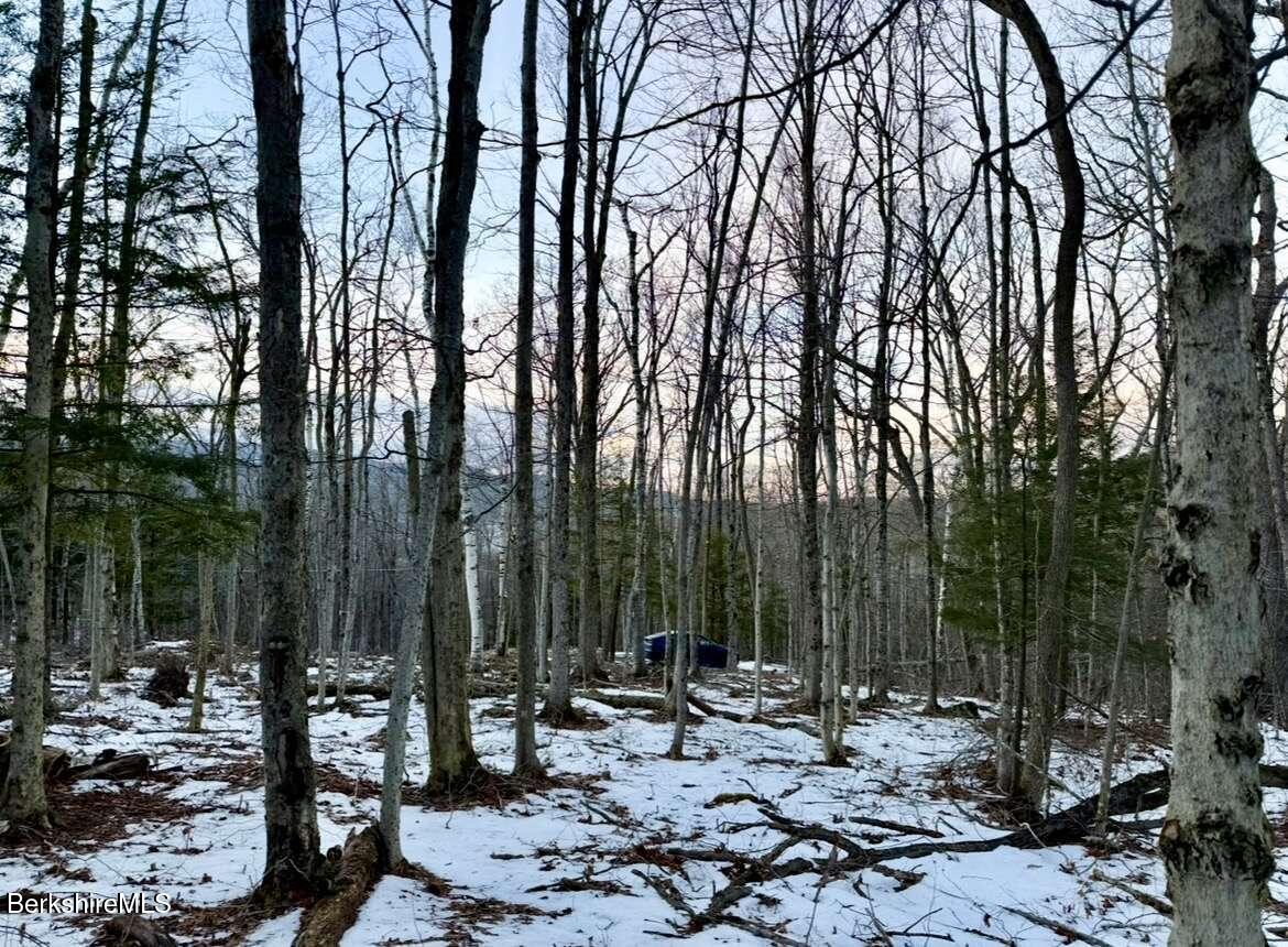 a group of lawn chairs sitting under a large tree