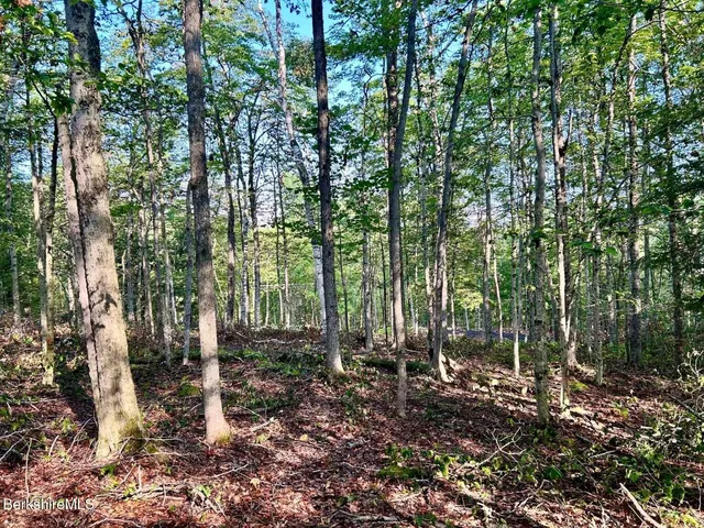 a view of a forest filled with trees