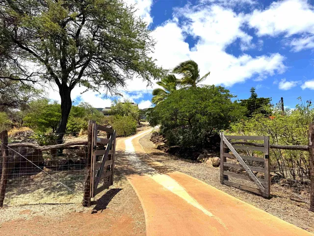 a view of a forest with trees