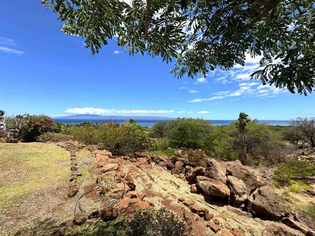 a view of a yard with a tree