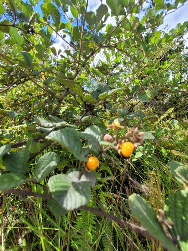 11-2998 Lot 19 Kaleponi Road Volcano, HI 96785 - Photo 11 of 16 Gallery Image 11