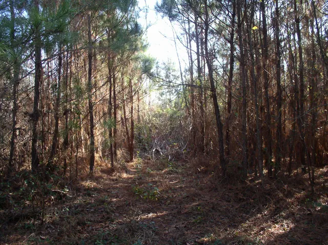 a view of a forest with trees in the background