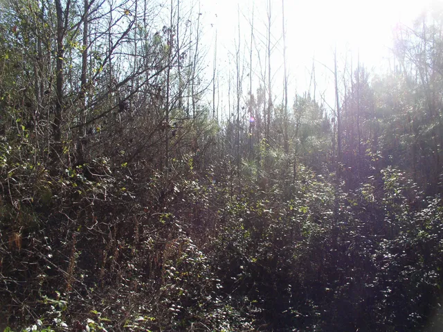 a view of trees and covered with fog