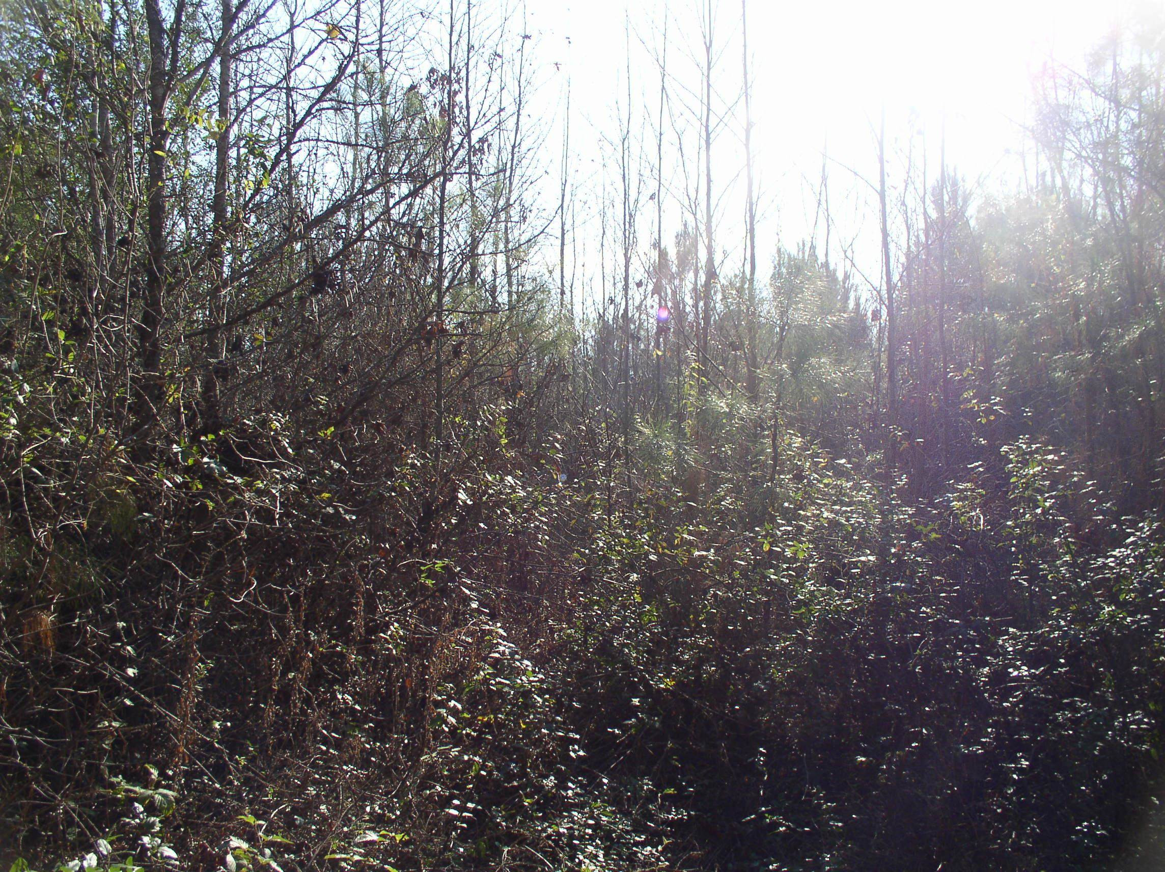 Luna Road Warrenton, NC 27589 - Photo 2 of 7 a view of trees and covered with fog