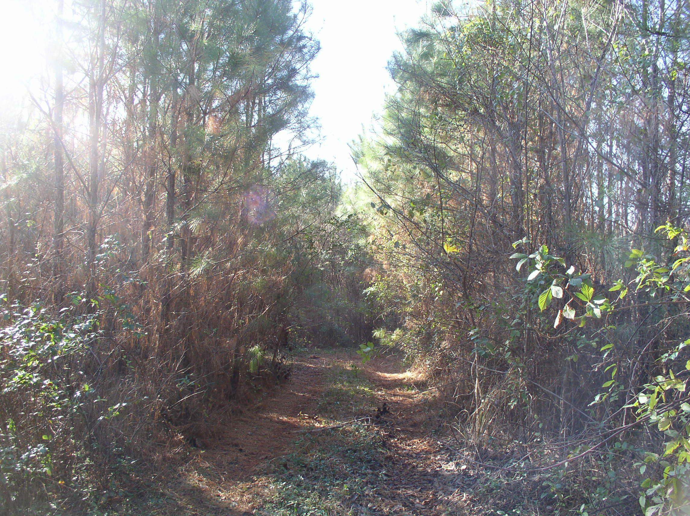 Luna Road Warrenton, NC 27589 - Photo 4 of 7 a view of forest