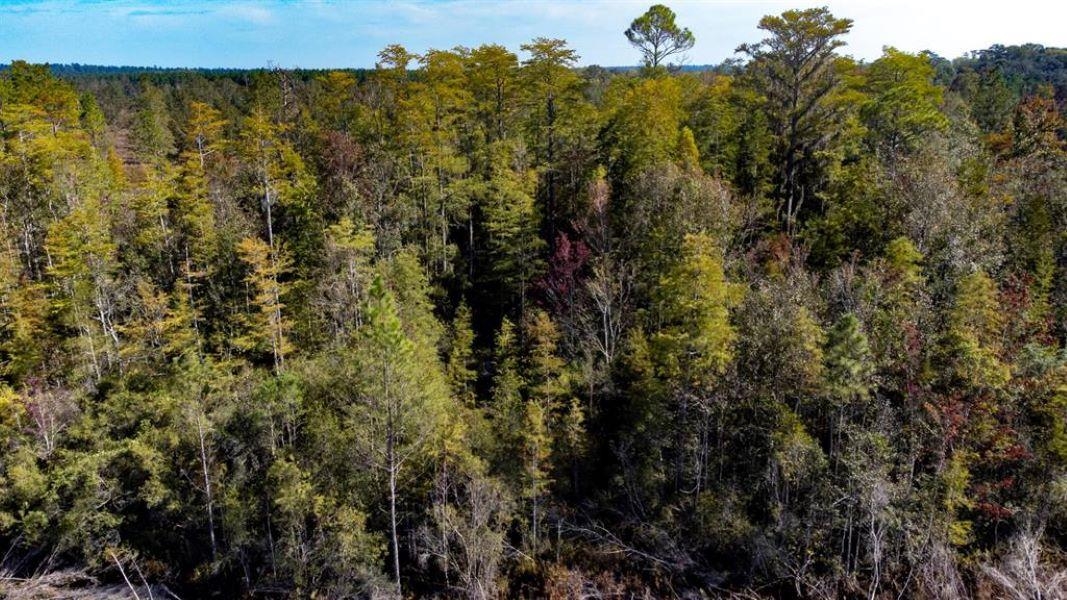 0 Walker Springs Road Monticello, FL 32344 - Photo 14 of 15