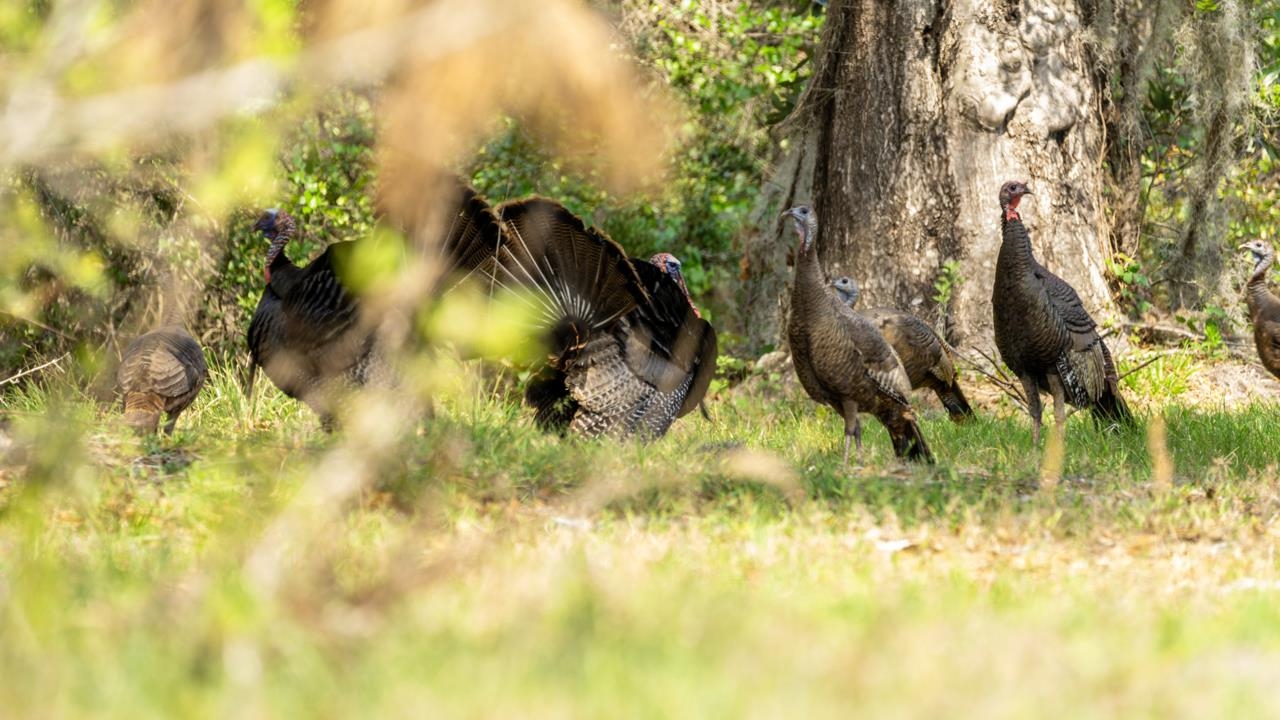 0 Walker Springs Road Monticello, FL 32344 - Photo 2 of 15