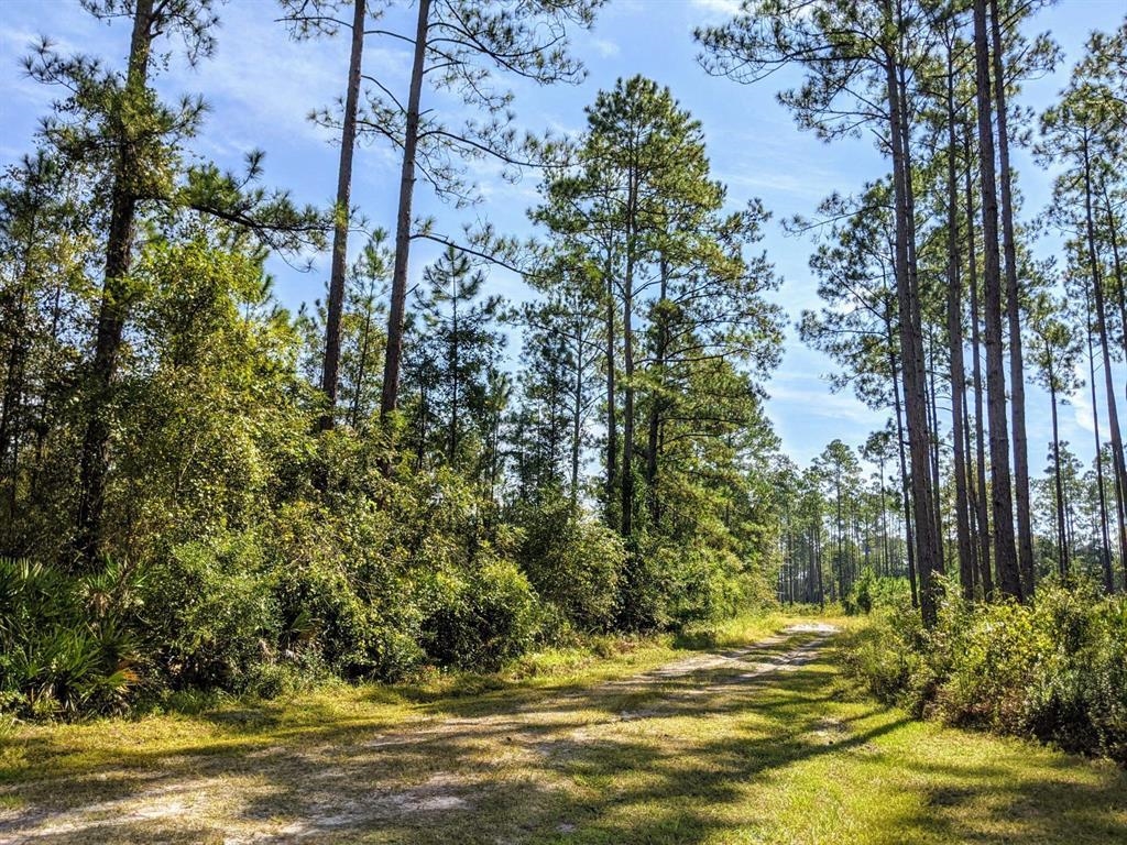 0 Walker Springs Road Monticello, FL 32344 - Photo 9 of 15