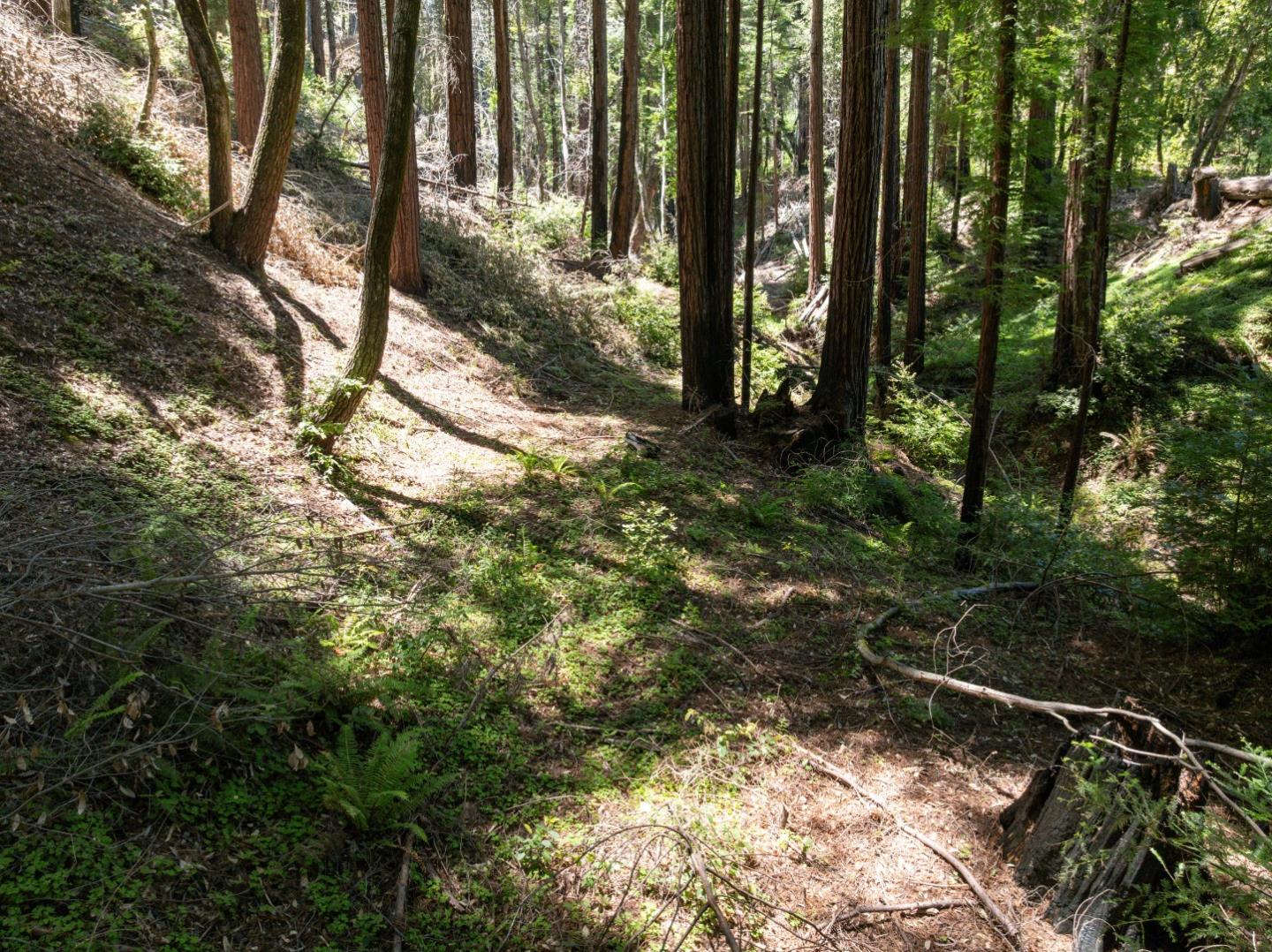 Lot 17 Branson Ranch Boulder Creek, CA 95006 - Photo 27 of 45 a view of a forest filled with trees