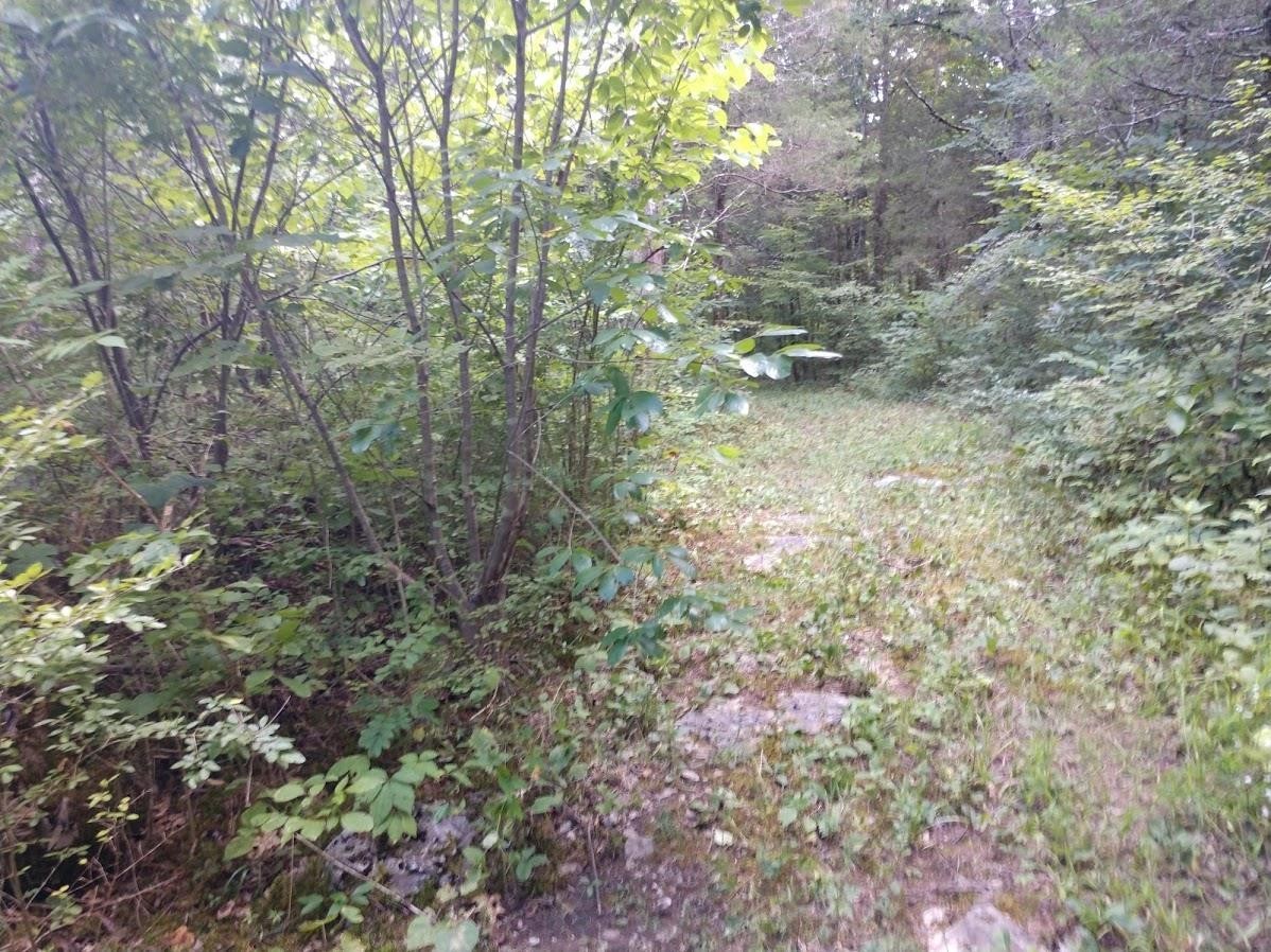 2366 Tracy Road Watertown, TN 37184 - Photo 12 of 25 a view of a yard with a tree