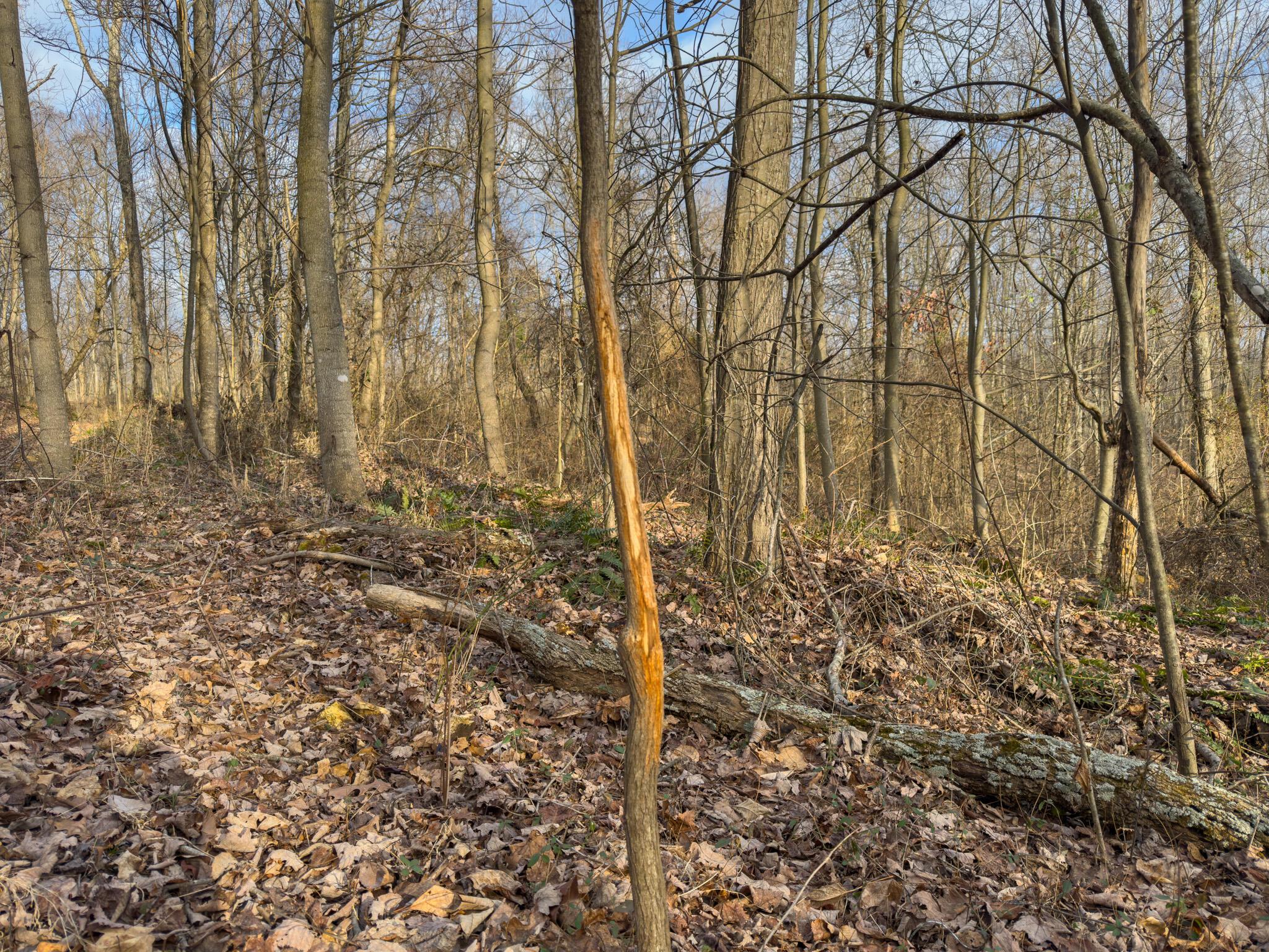 0 Long Fork Road Piketon, OH 45661 - Photo 28 of 37 Long fork rd.-28