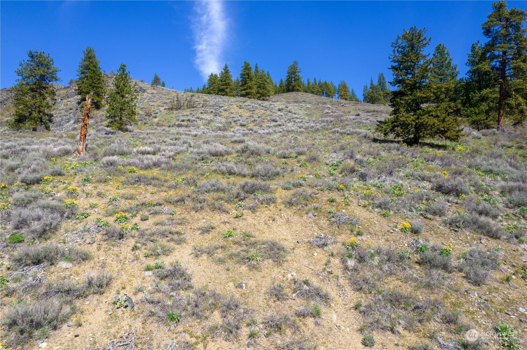 14 Trillium Road Winthrop, WA 98862 - Photo 8 of 18 a view of a yard with a tree
