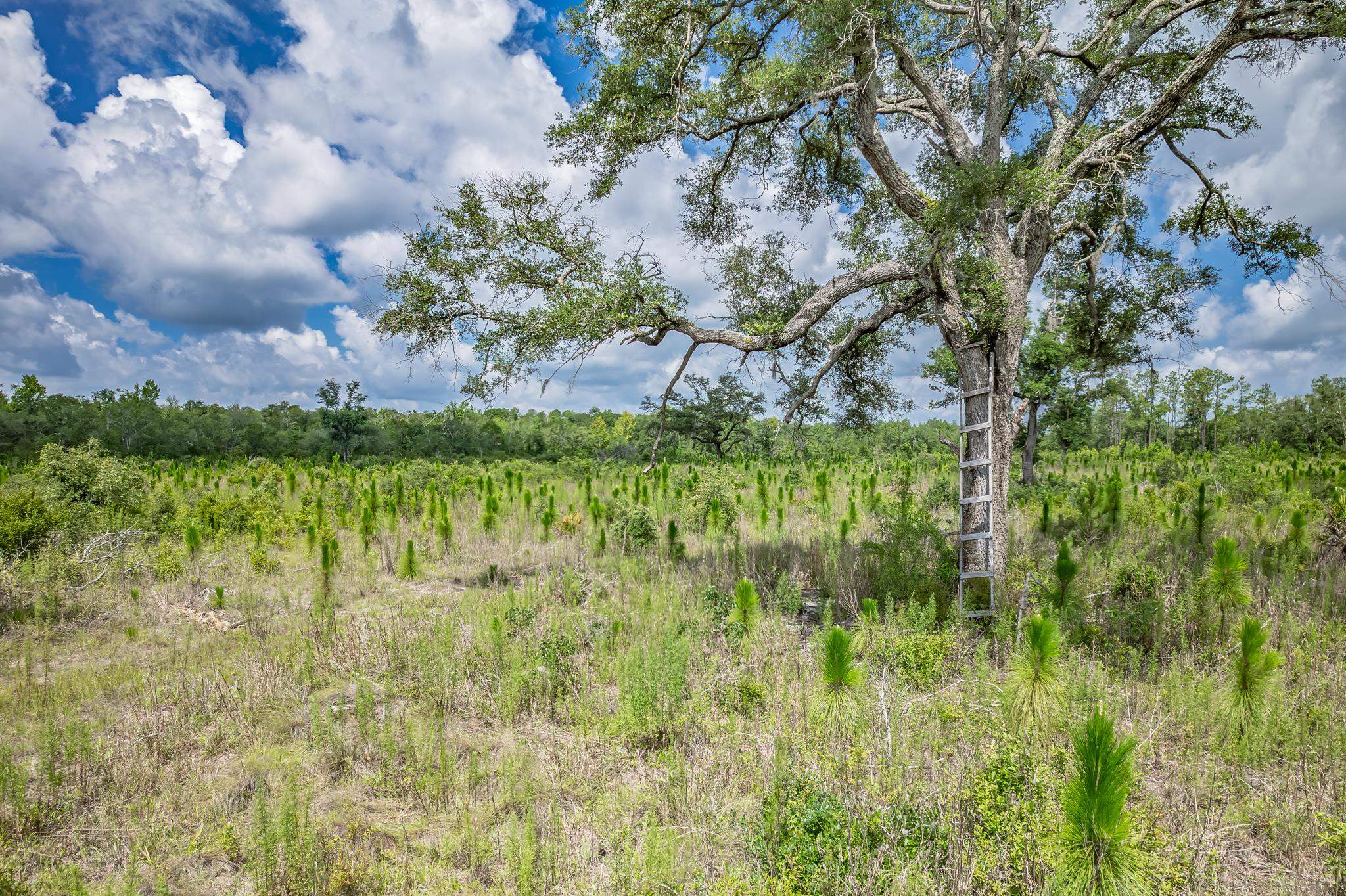 Xxx Northeast Hickory Grove Road Pinetta, FL 32350 - Photo 20 of 32