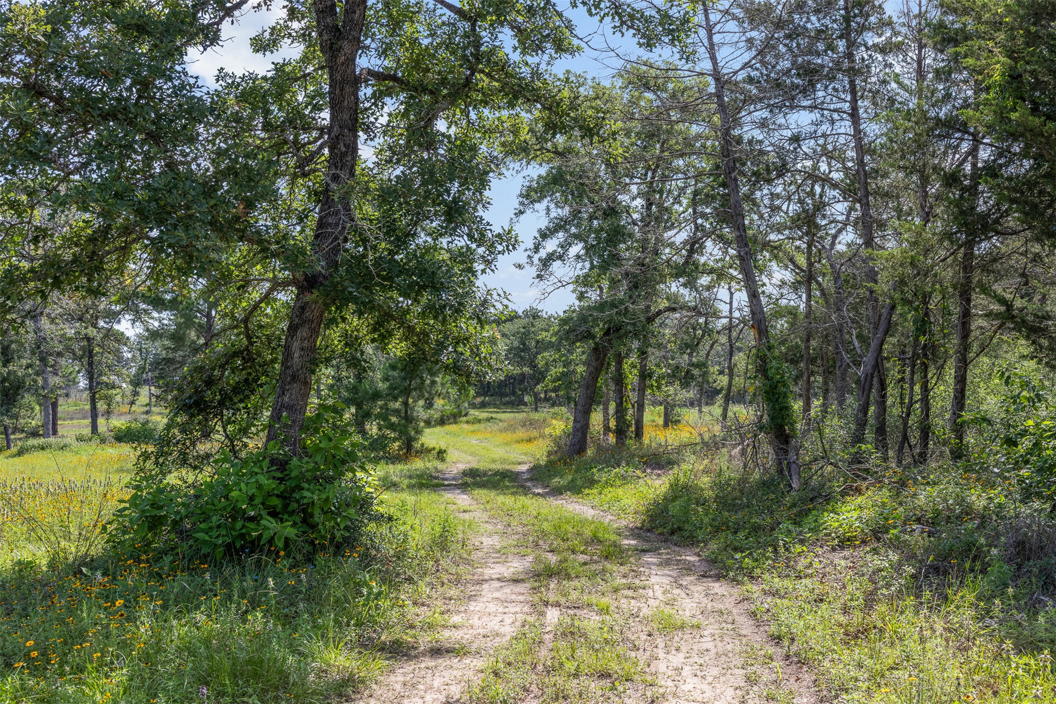 305 Cistern Road Rosanky, TX 78953 - Photo 2 of 13 A tranquil, undeveloped lot offers a secluded natural escape with towering trees and a winding pathway.